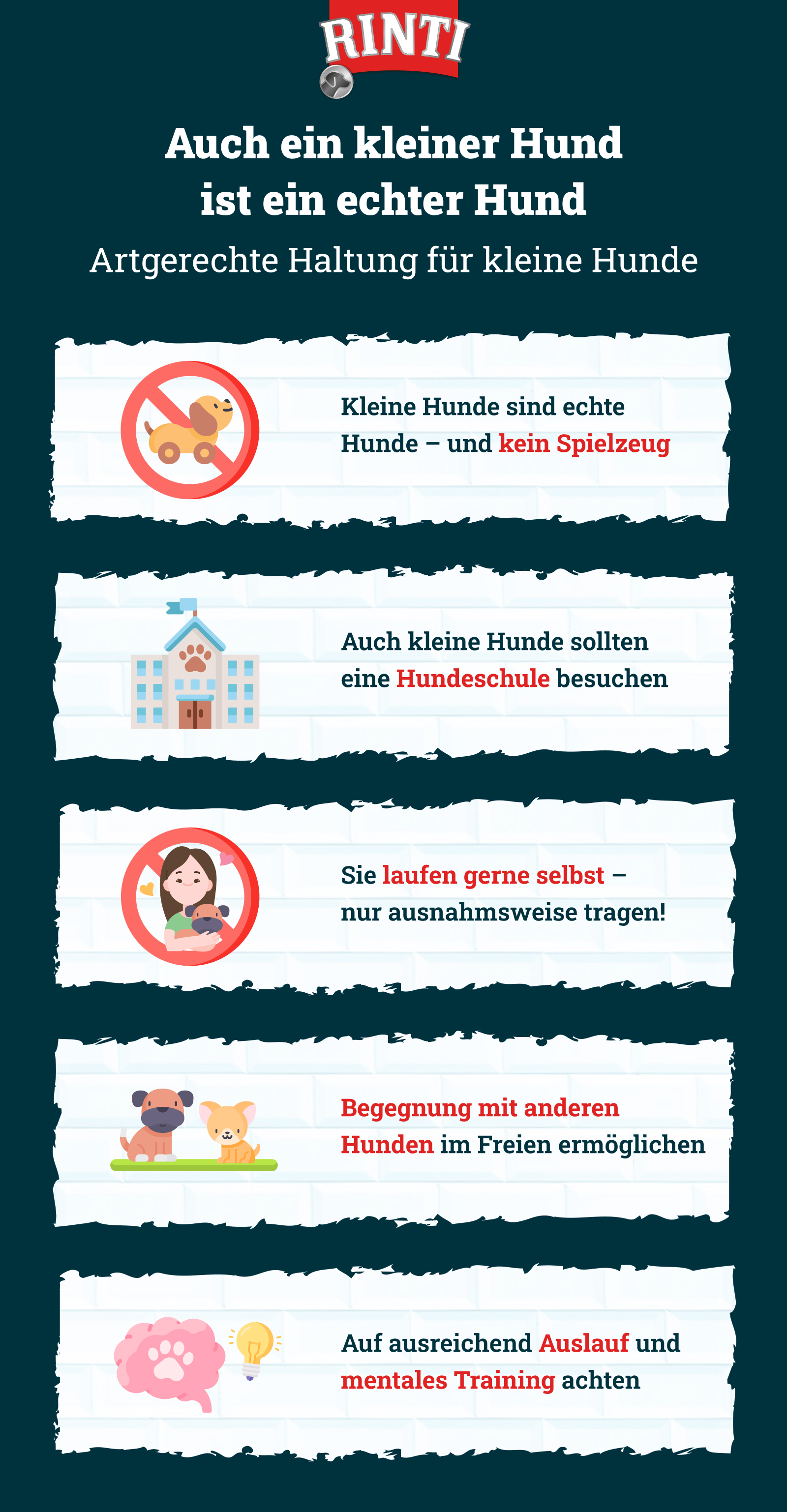 Infografik von Rinti zum Thema kleine Hunde erziehen
