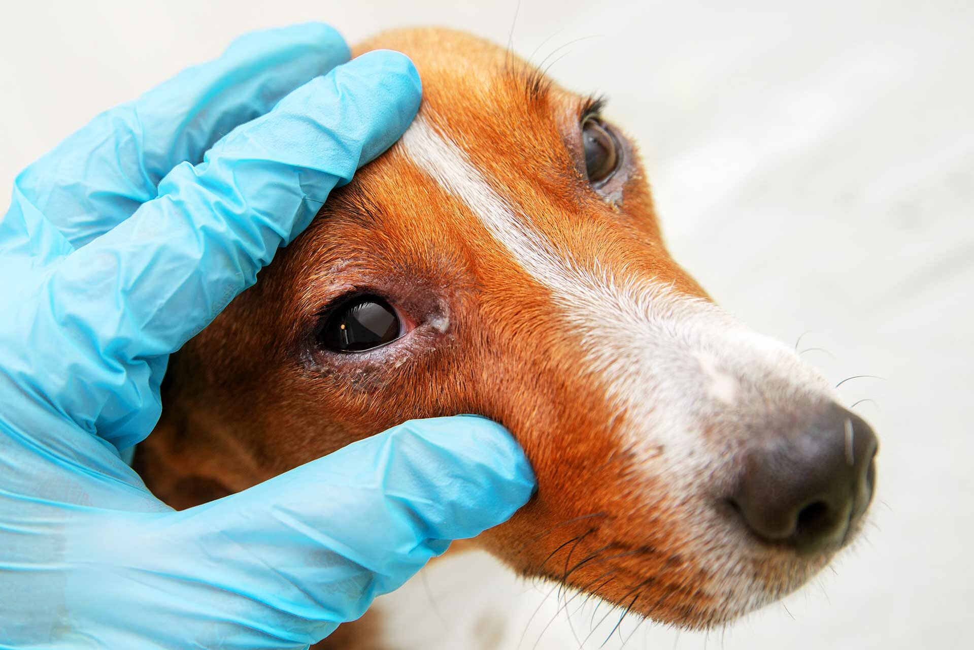 Ein Hund mit Bindehautentzündung.