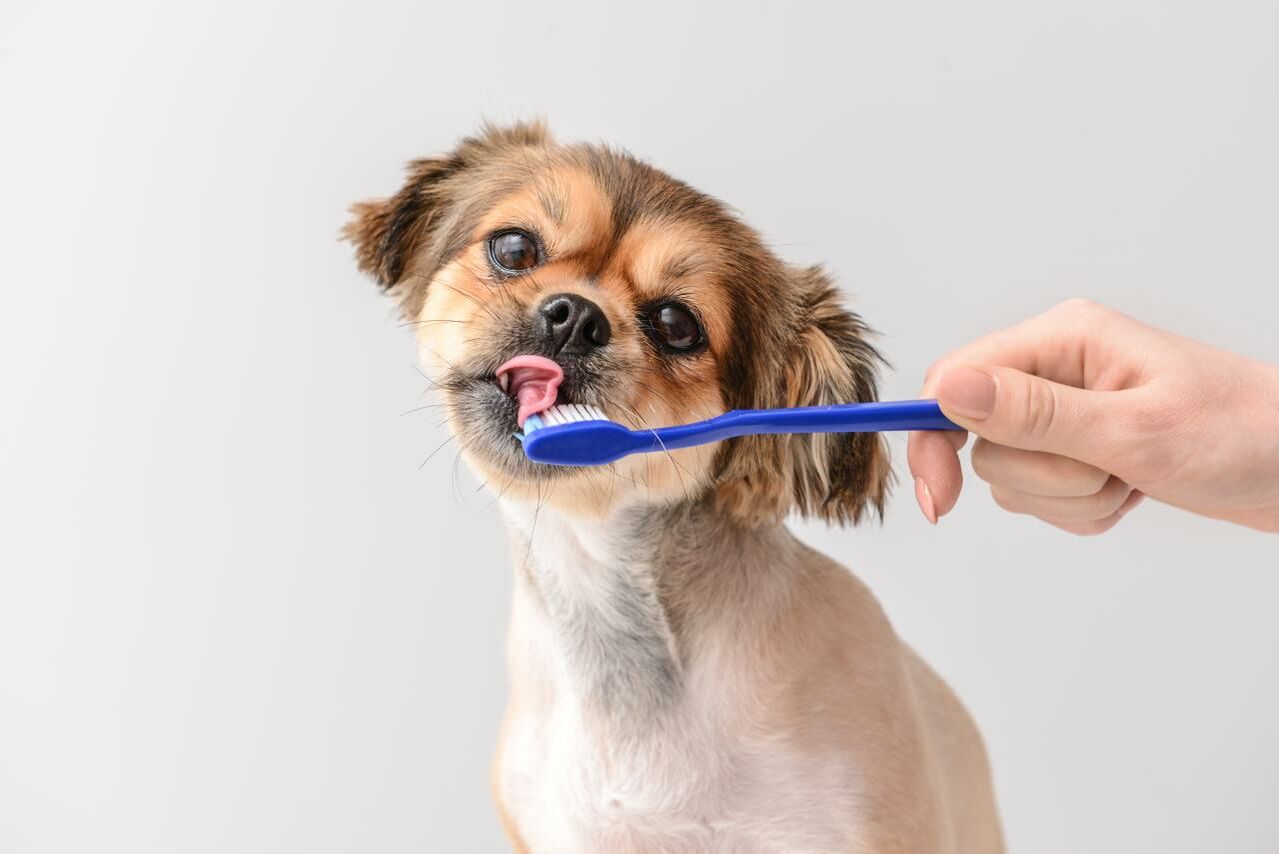 Hund leckt an einer blauen Zahnbürste.