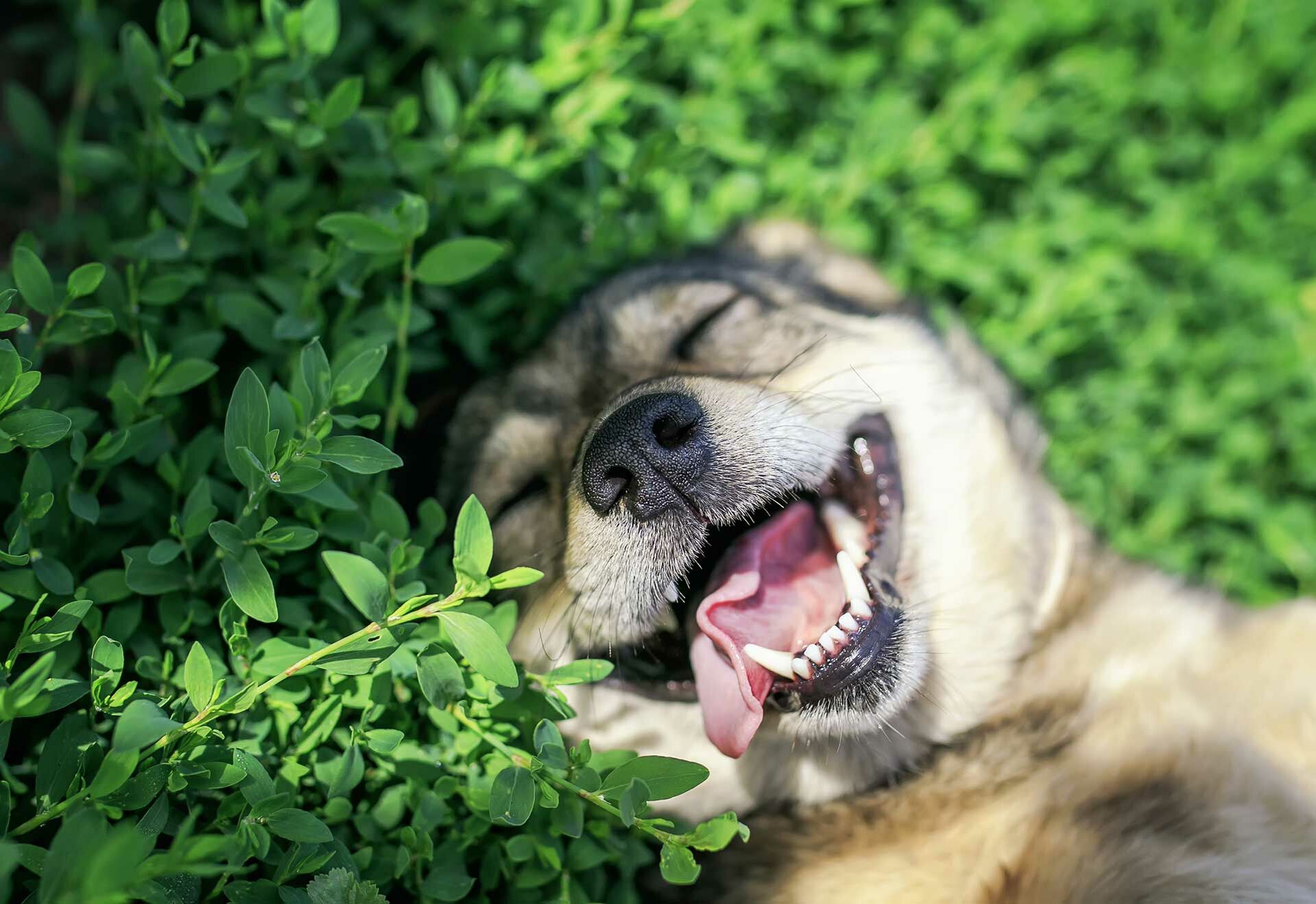 Ein Hund liegt auf Gräsern und schaut fröhlich.