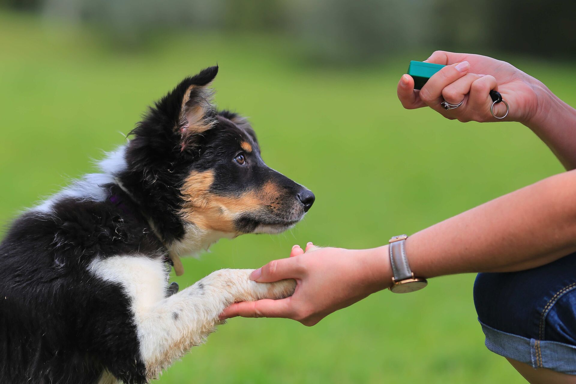 Ein junger Hund reicht einer Person mit Clicker seine rechte Vorderpfote.