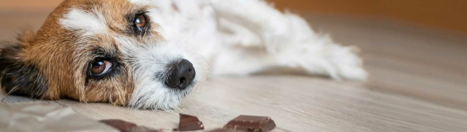 Ein kleiner Hund liegt seitlich auf dem Boden – vor ihm liegt Schokolade.