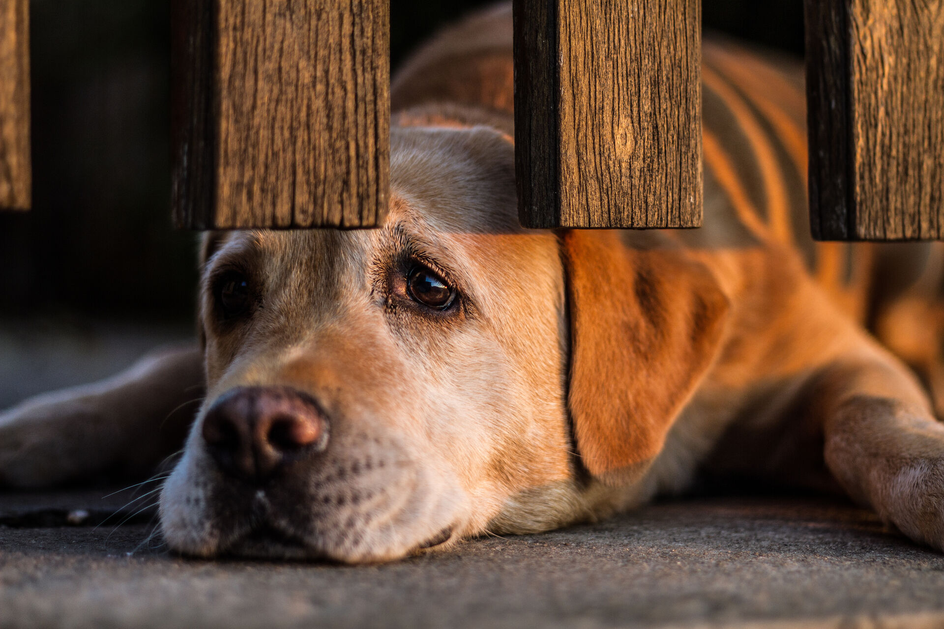 Ein Hund liegt auf dem Boden und schaut traurig unter einem Lattenzaun hindurch.