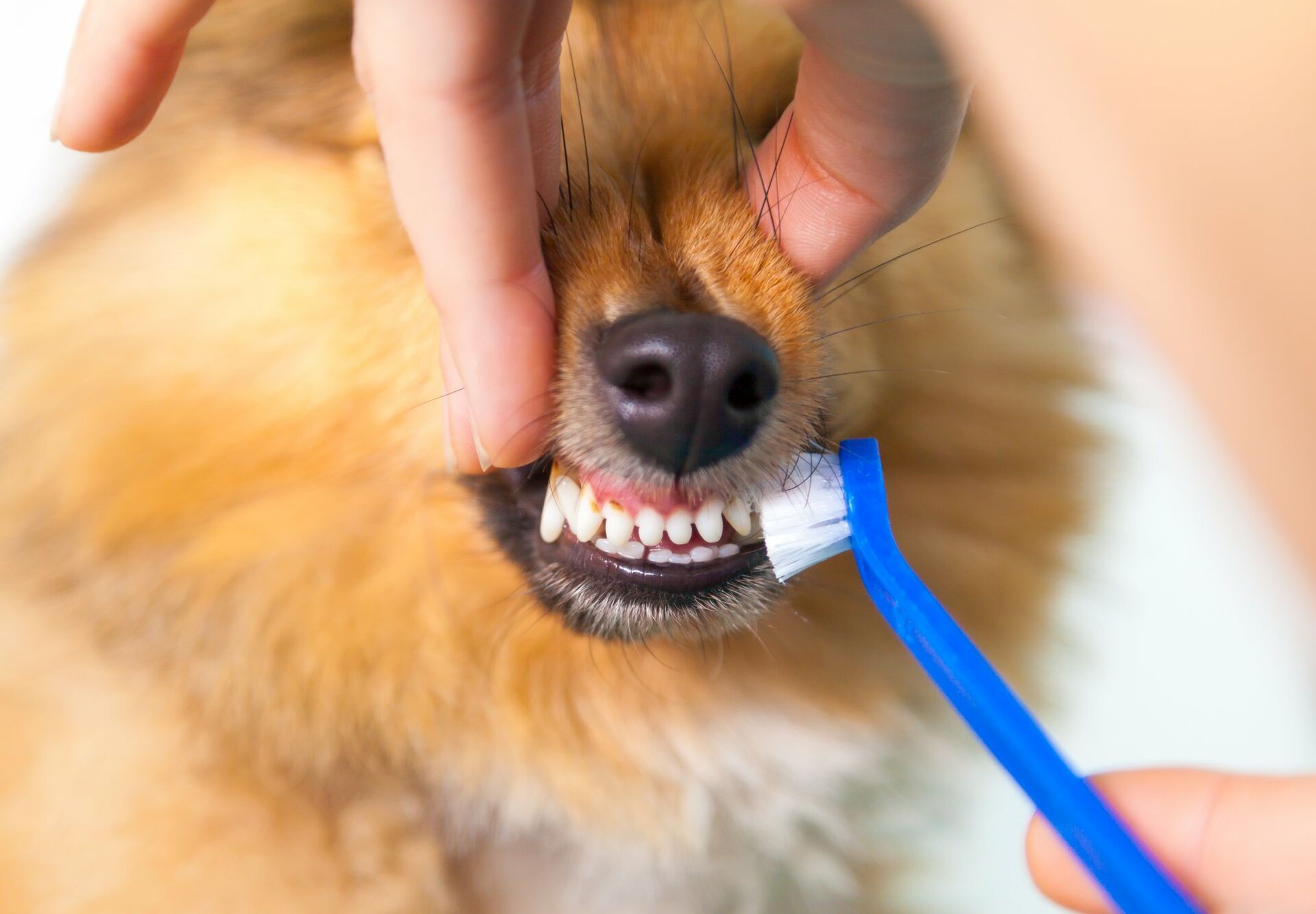 Die Zähne eines Hundes werden mit einer blauen Zahnbürste geputzt.