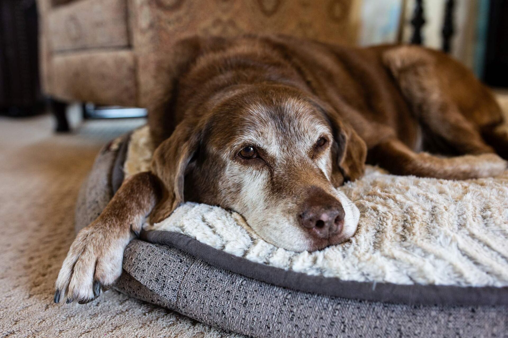 Ein älterer Hund liegt auf einem Hundebett.