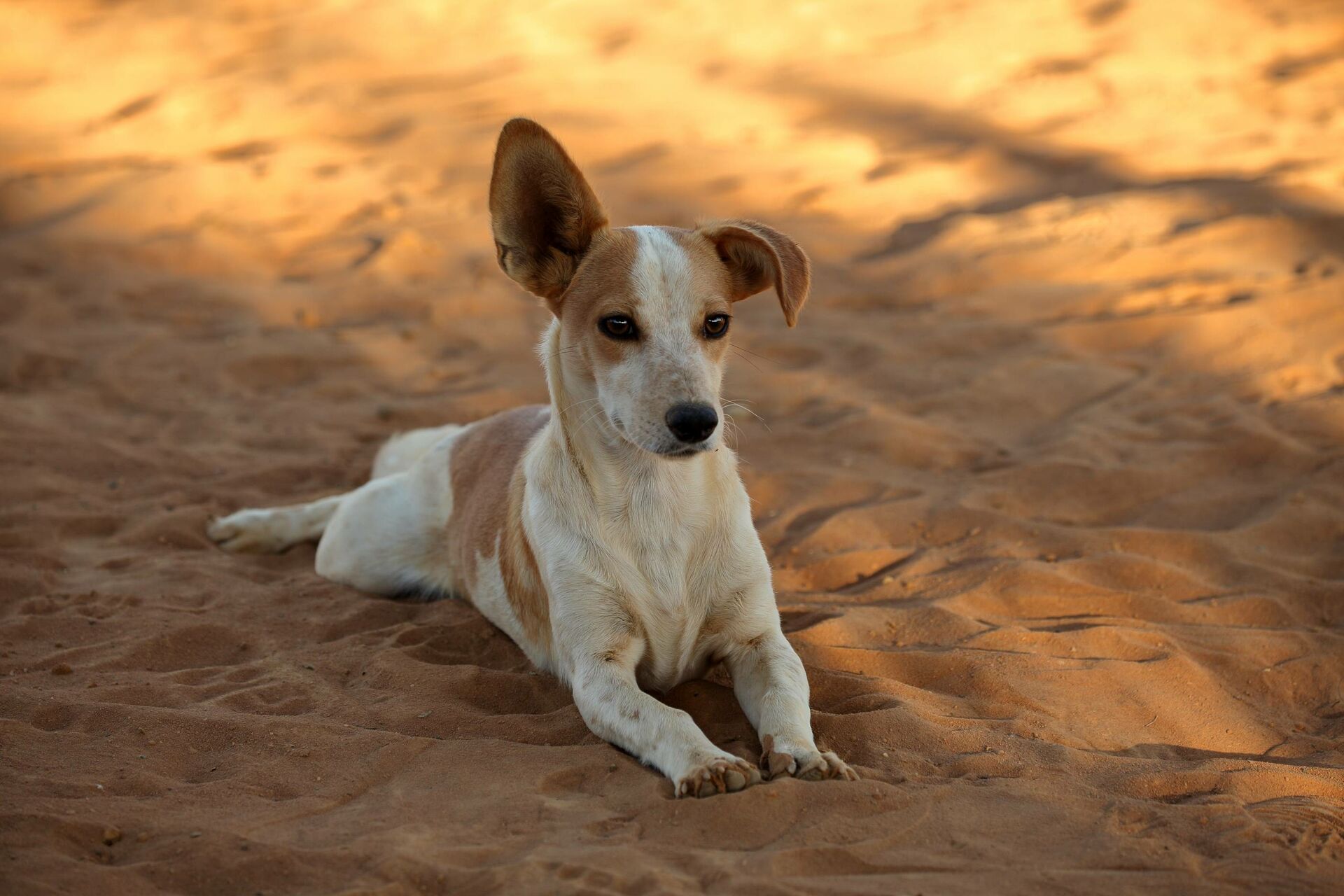 Ein Hund liegt im Sand und hat ein Ohr gespitzt.