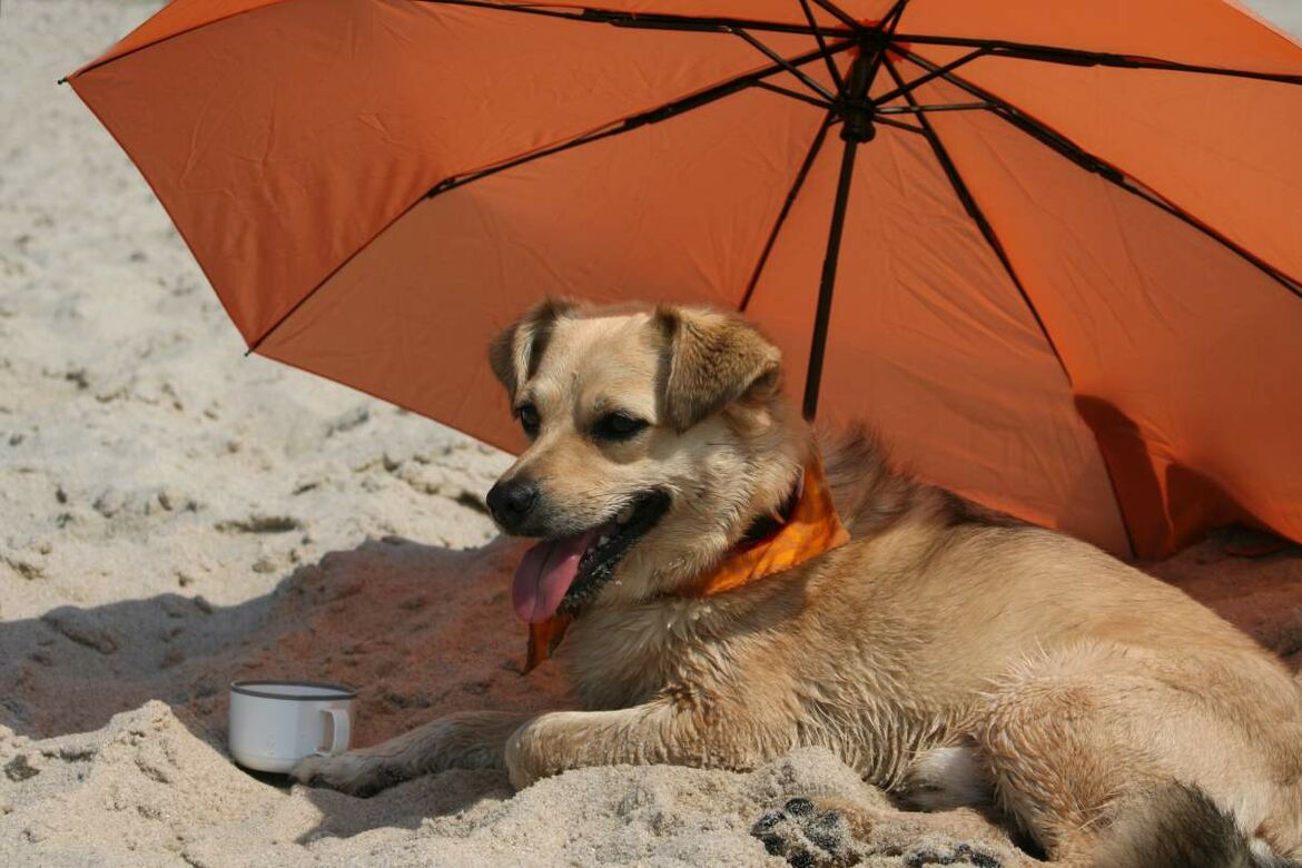 Hund genießt einen Schattenplatz am Strand unter einem Schirm.