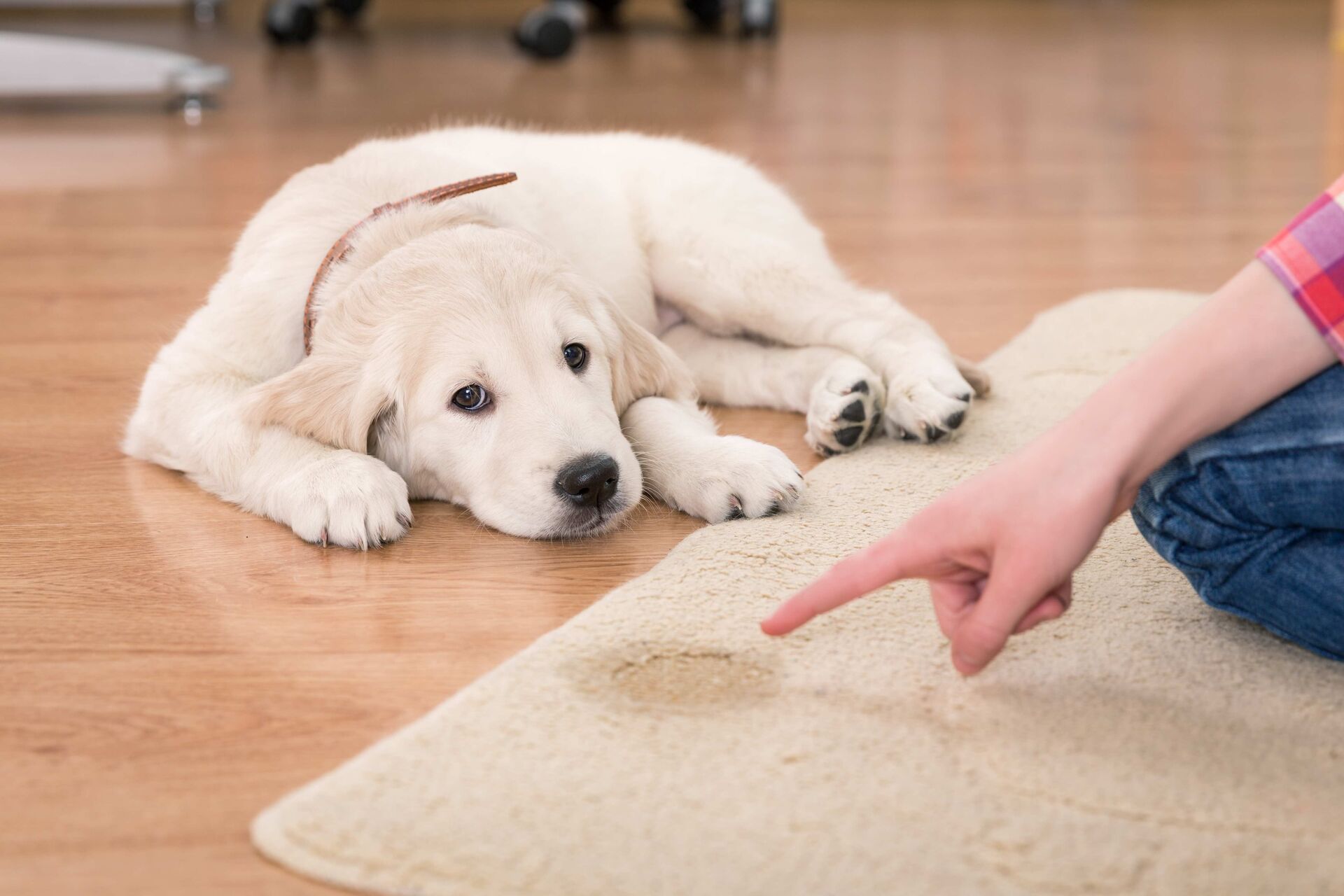 Labrador-Welpe liegt neben einem Teppich mit Urinfleck und schaut schuldbewusst in die Kamera.