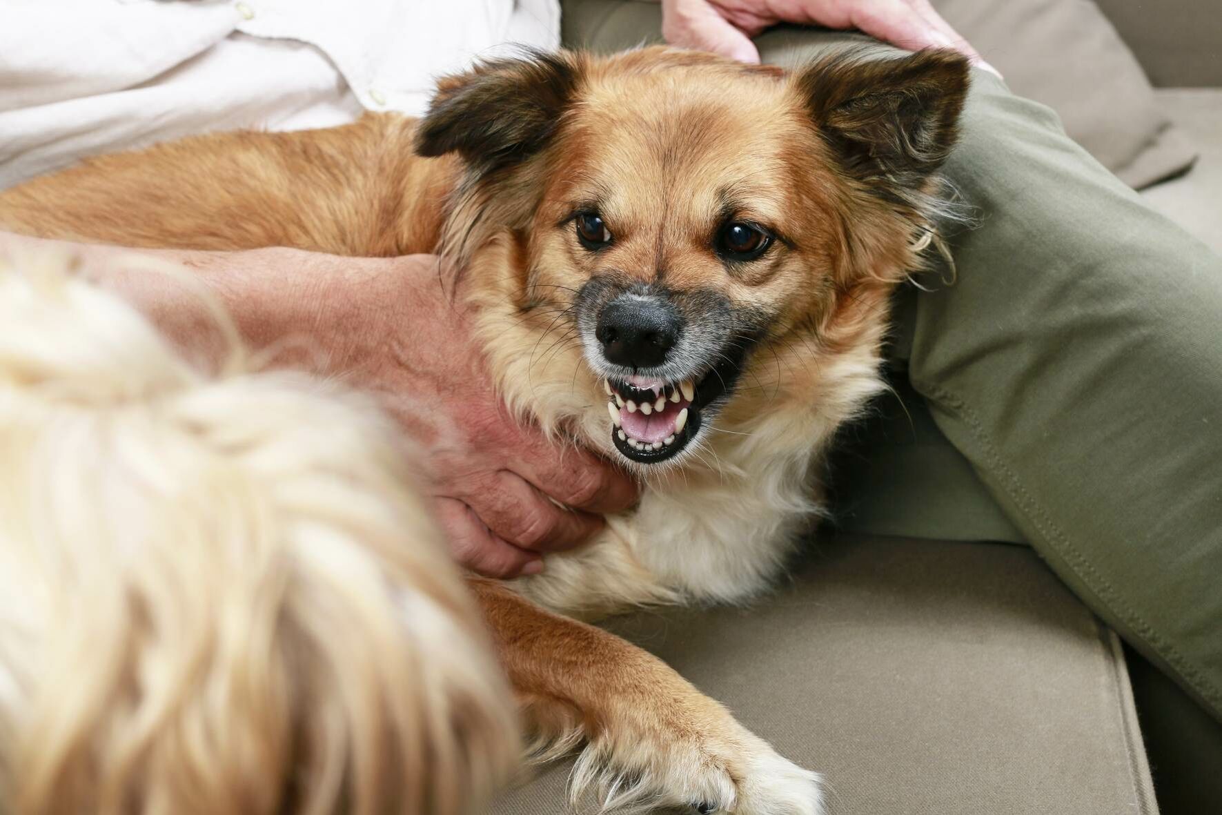 Ein Hund liegt zähnefletschend auf dem Sofa und wird von seinem Halter festgehalten.