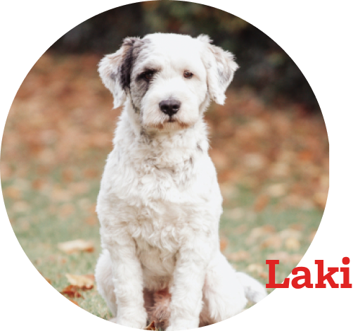 Laki Porträtfoto