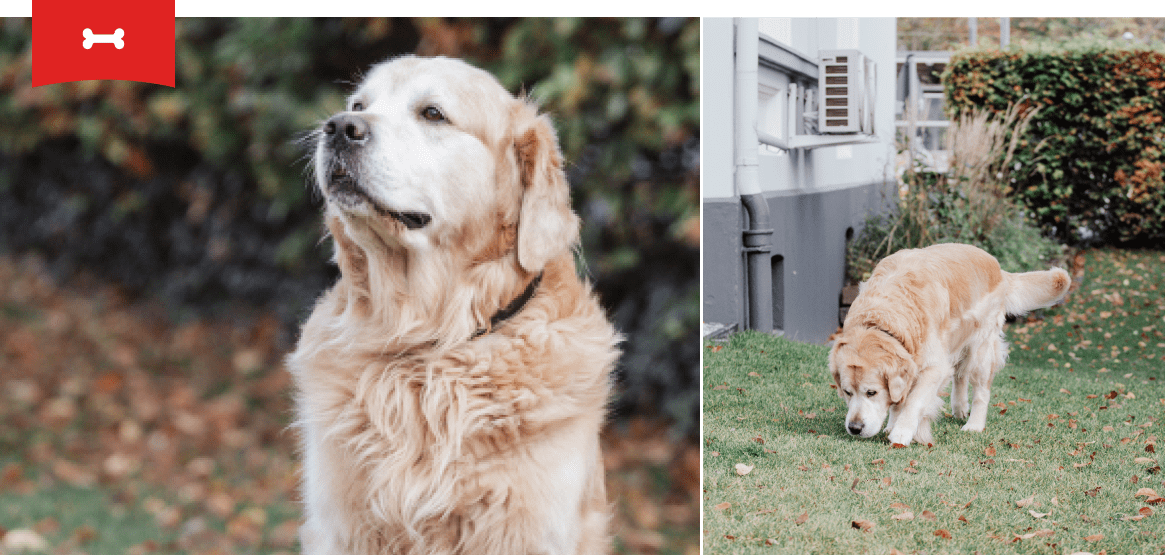 Der weiße Hund Lucky schnüffelt auf dem Rasen