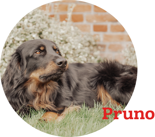 Pruno Porträtfoto