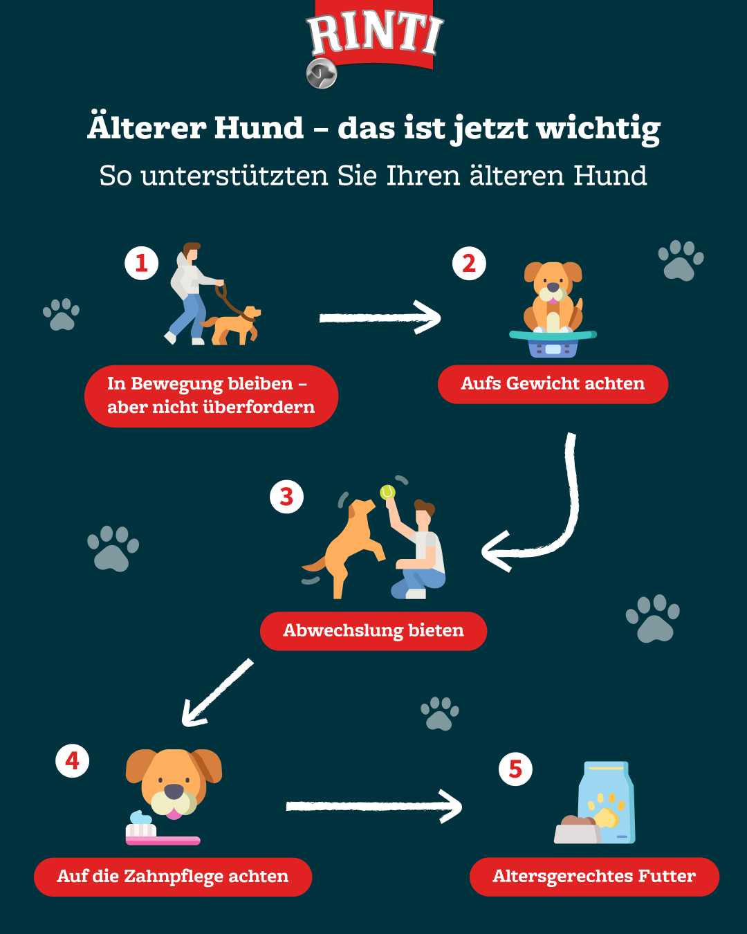 Infografik zum Leben mit älteren Hunden