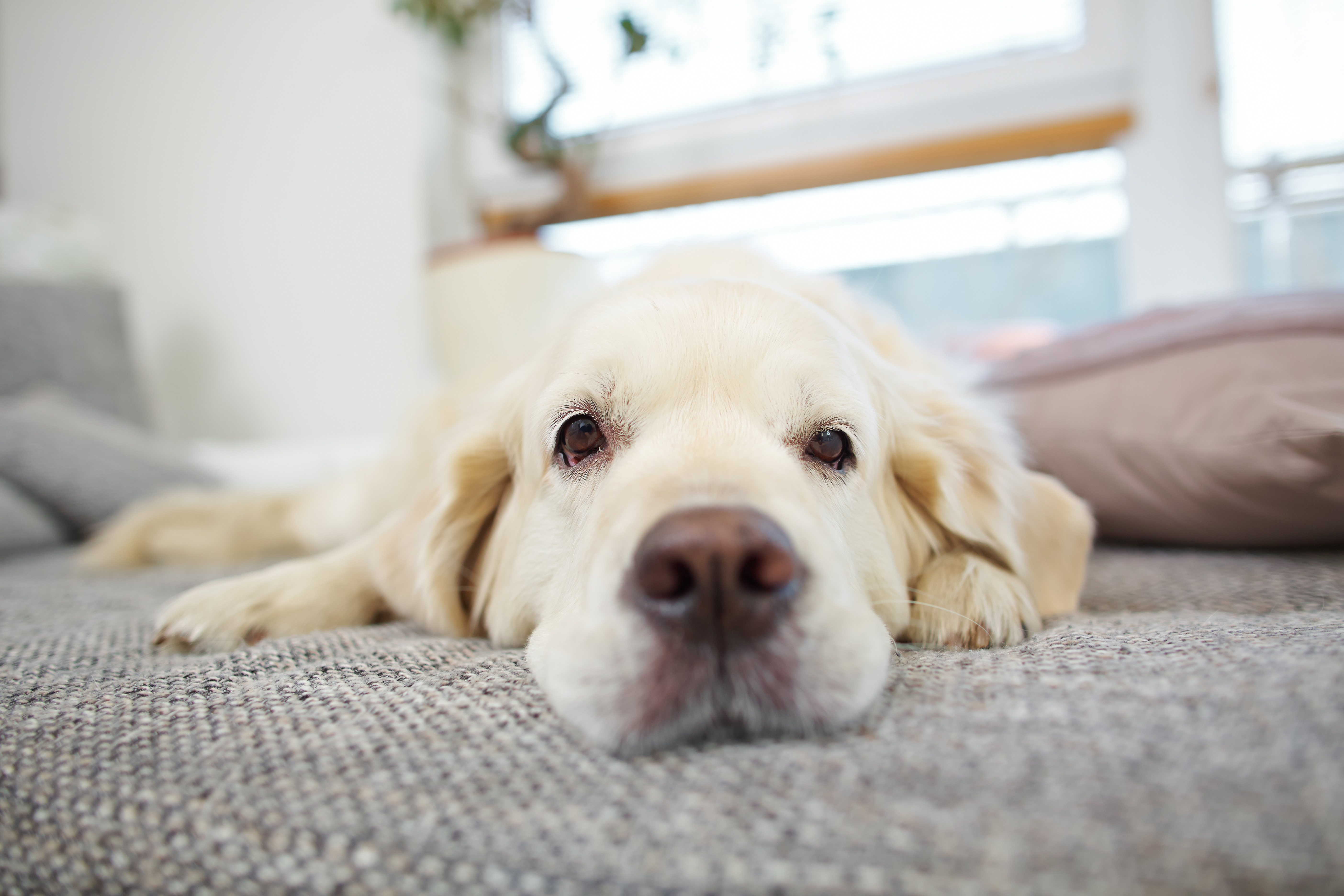 Diätfutter für Hunde