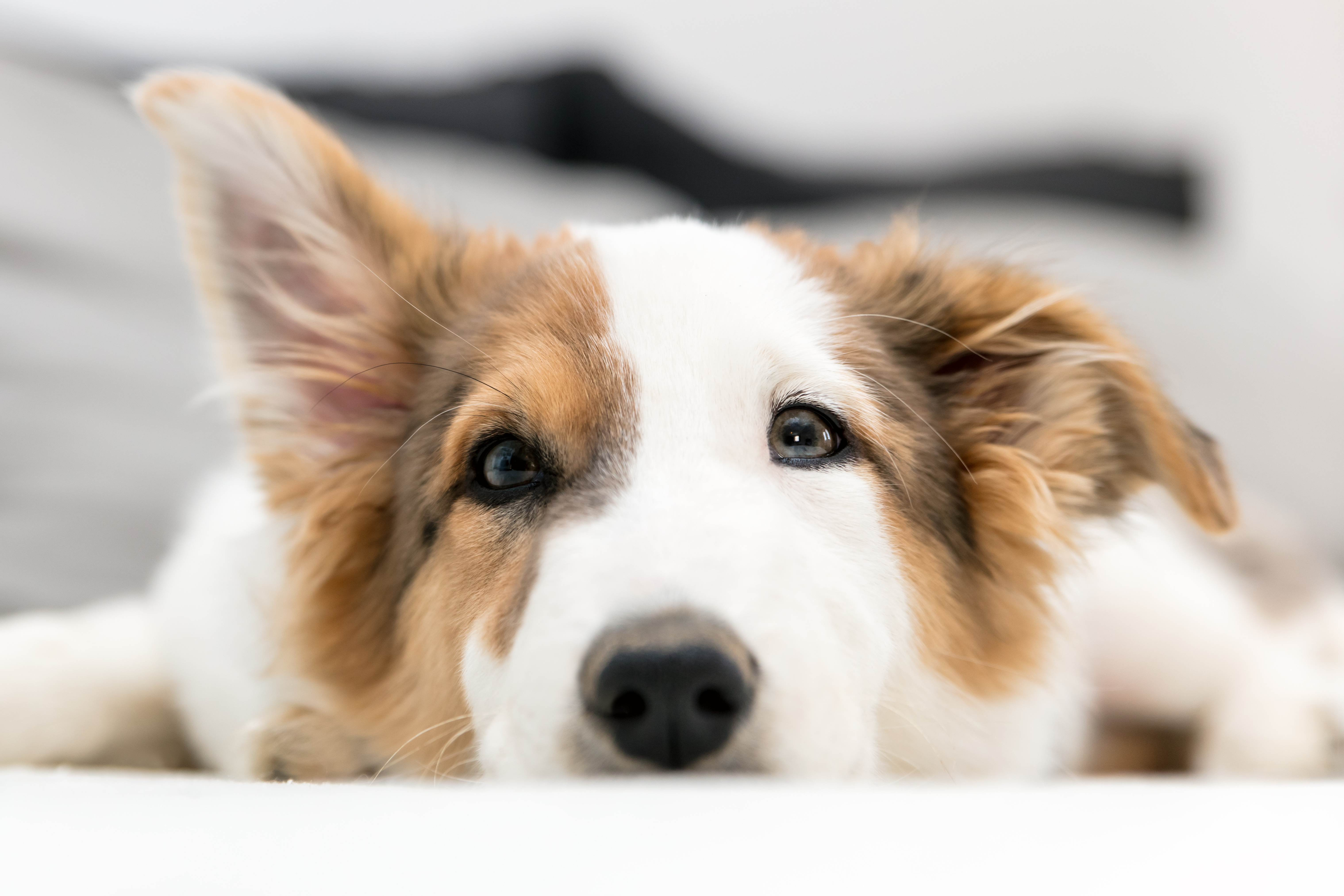 Ein Hund liegt auf dem Bauch und schaut neugierig in die Kamera