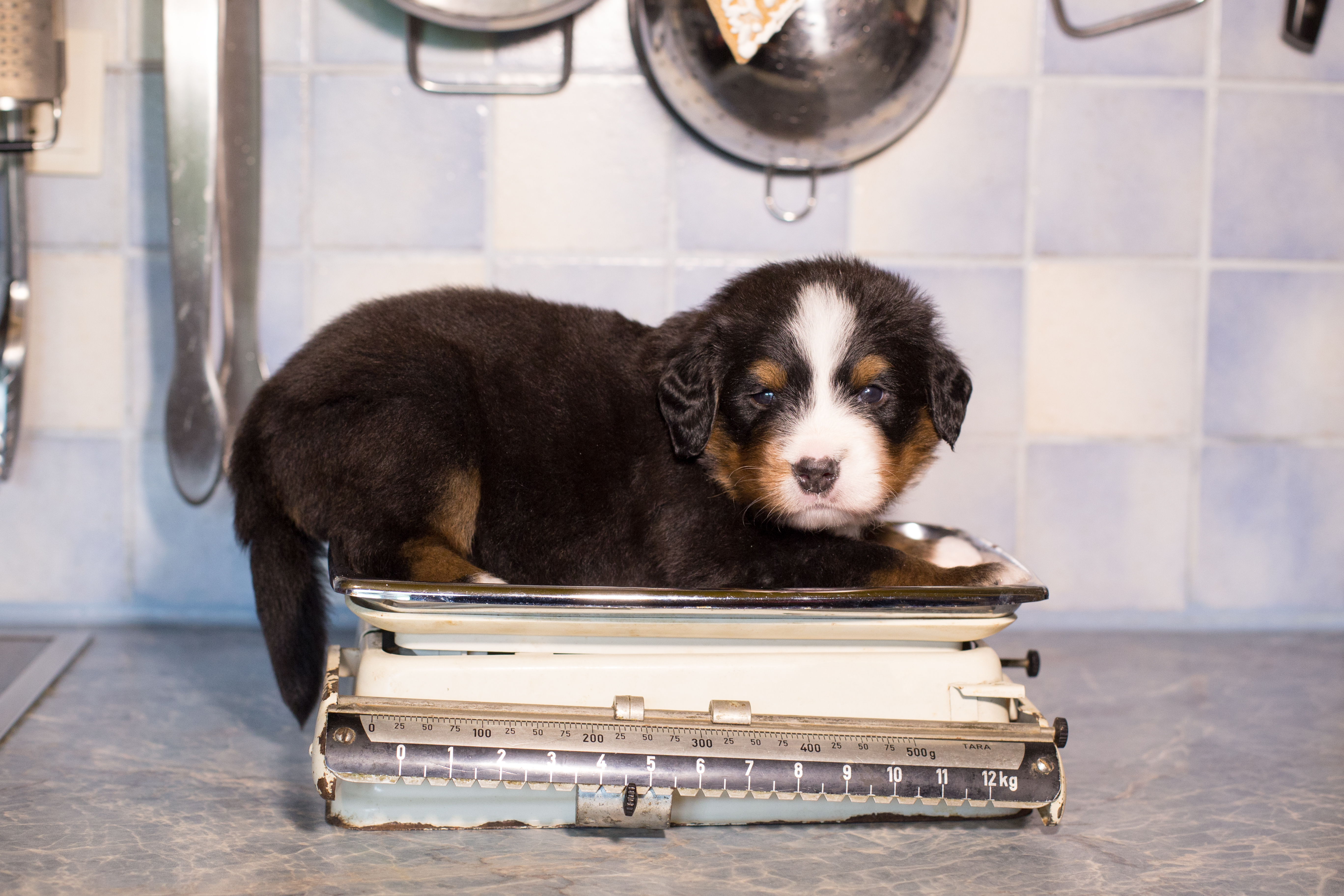 Ein Hundewelpe liegt auf einer Küchenwaage