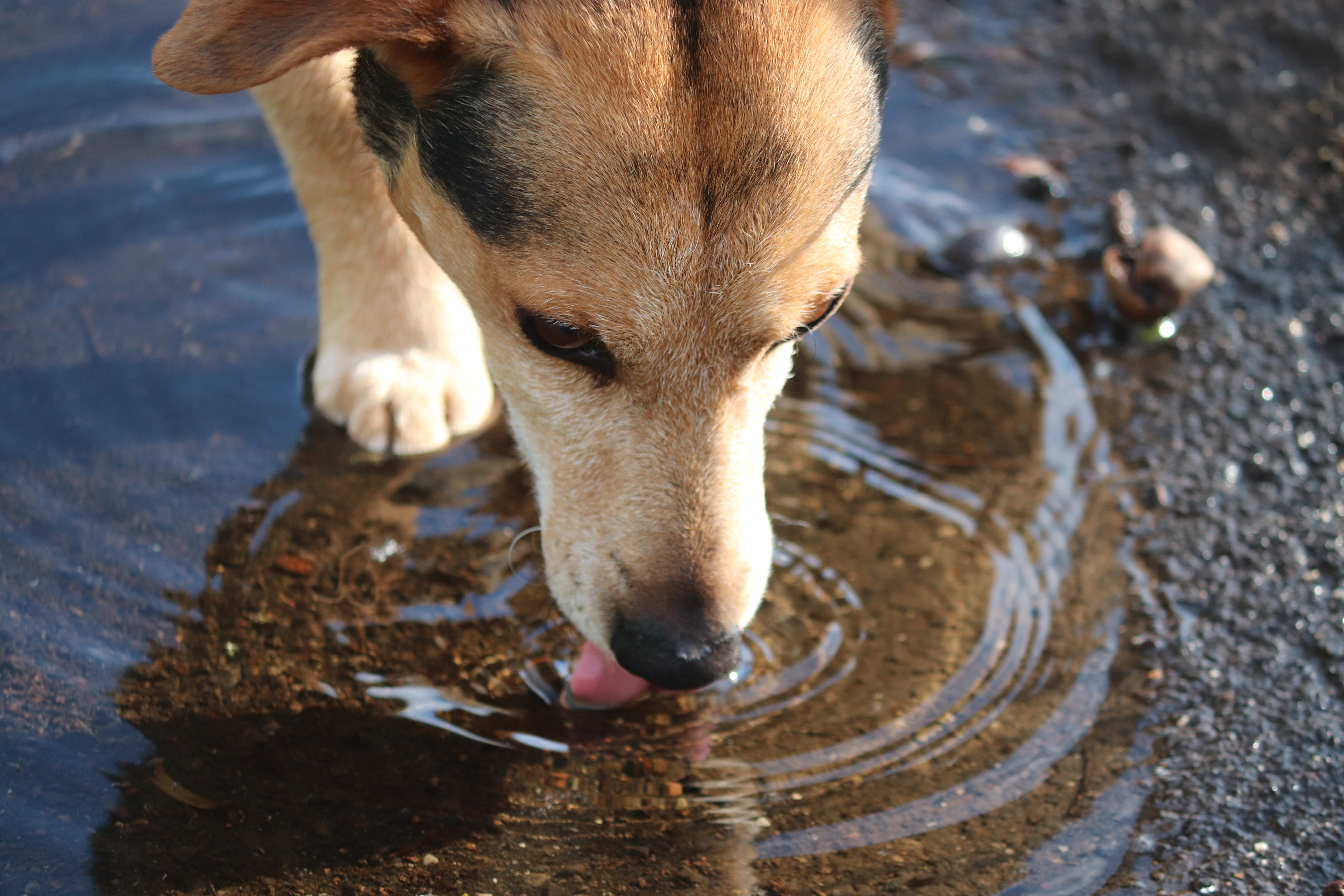 Ein Hund trinkt Wasser aus einer Pfütze auf dem Boden