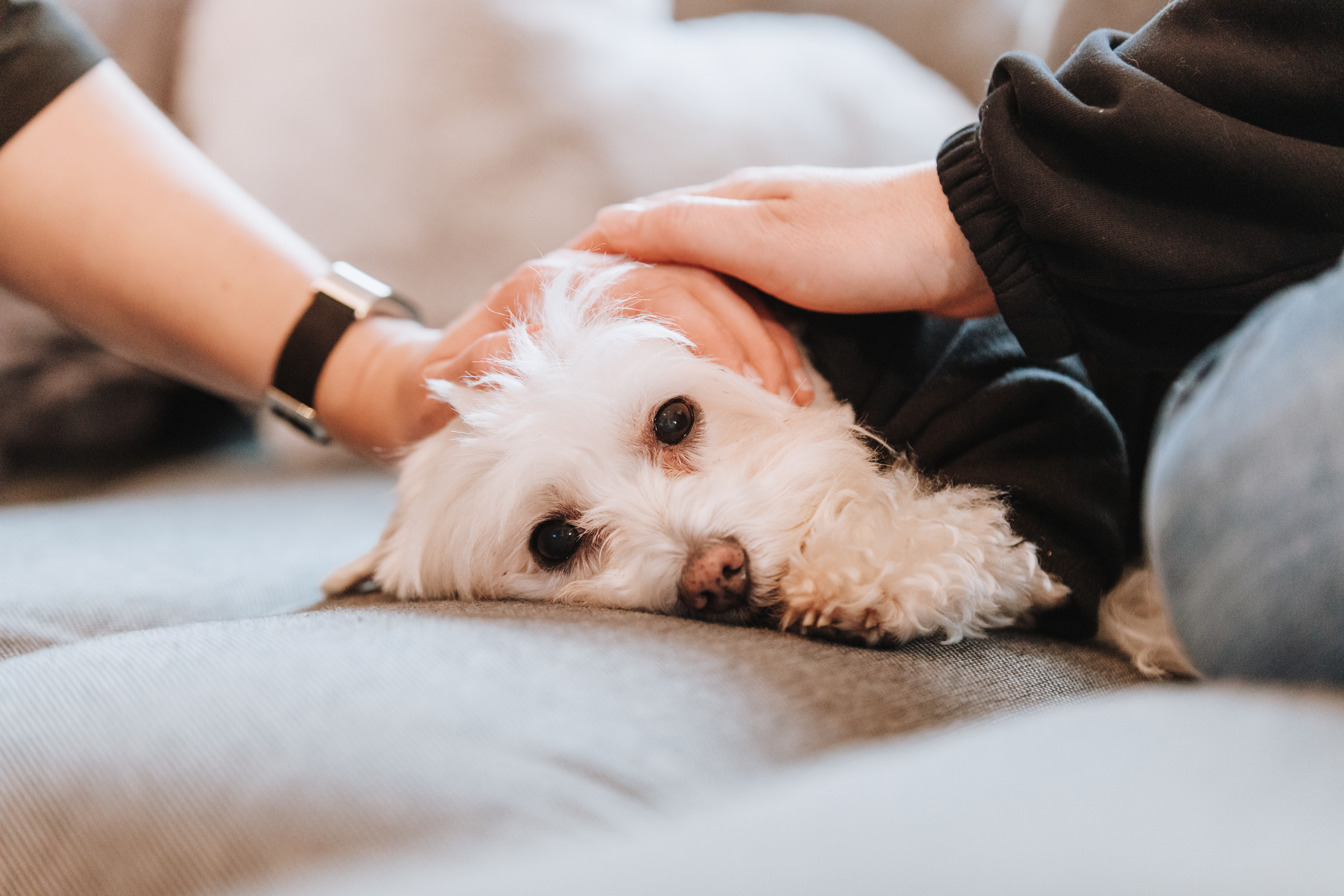 Ein Hund liegt krank auf einer Couch und wird gestreichelt