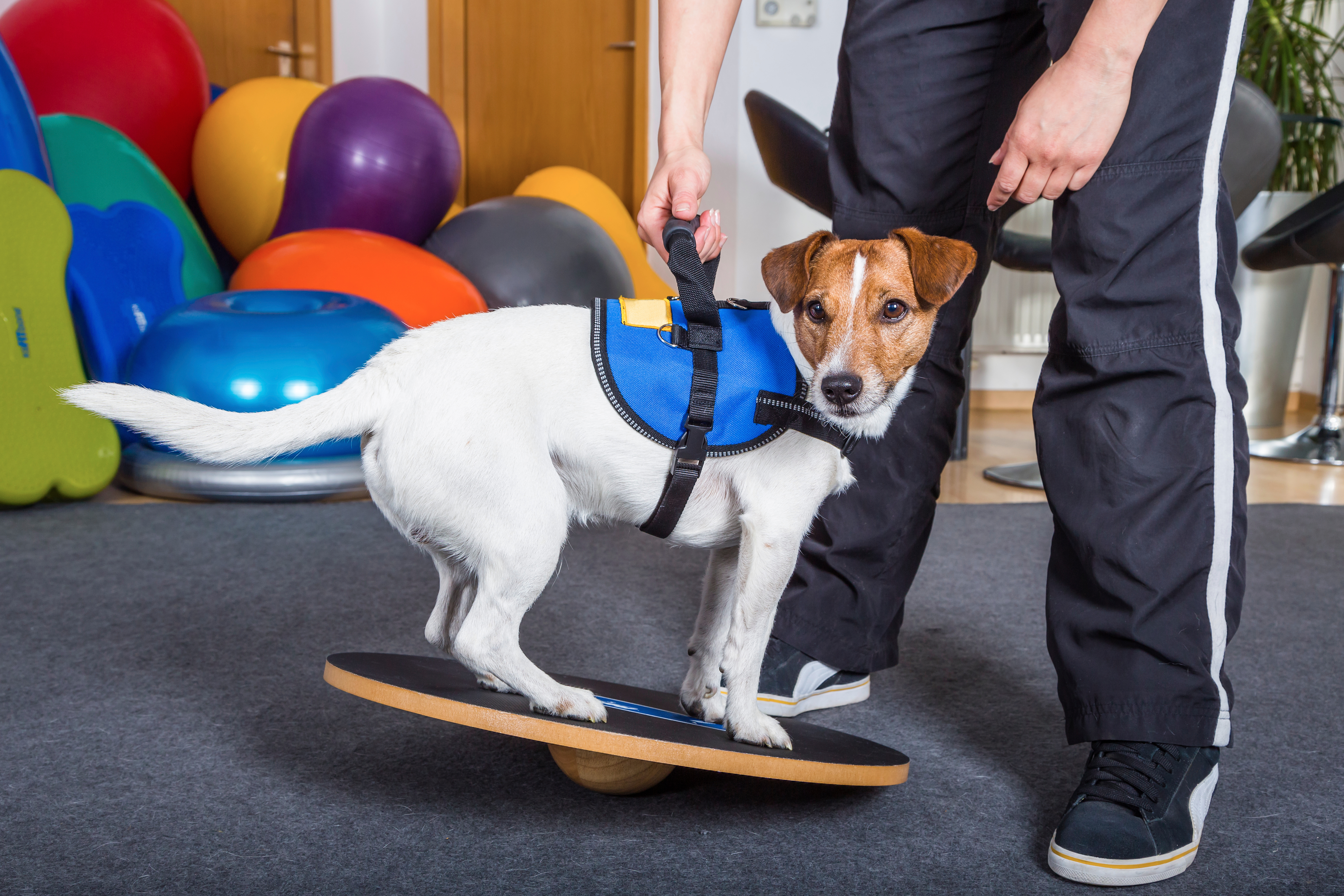 Hund bei der Physiotherapie auf einem Wackelbrett