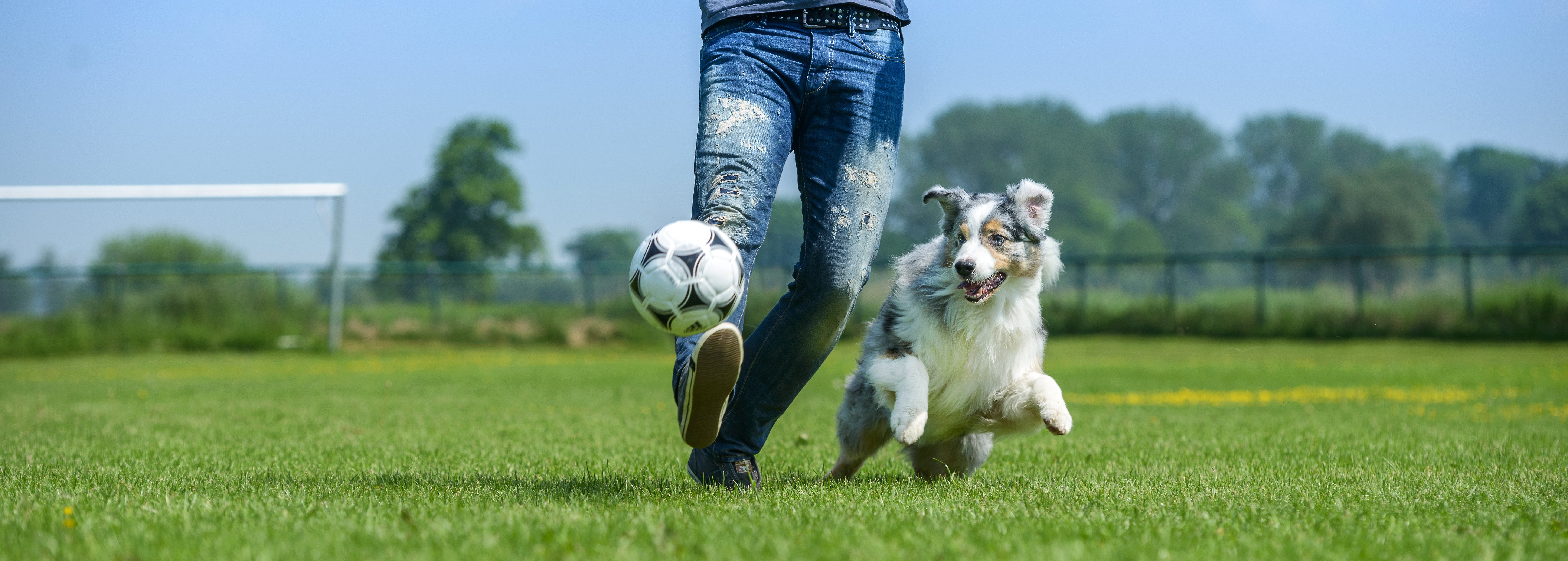 Hund spielt mit Herrchen Fußball.
