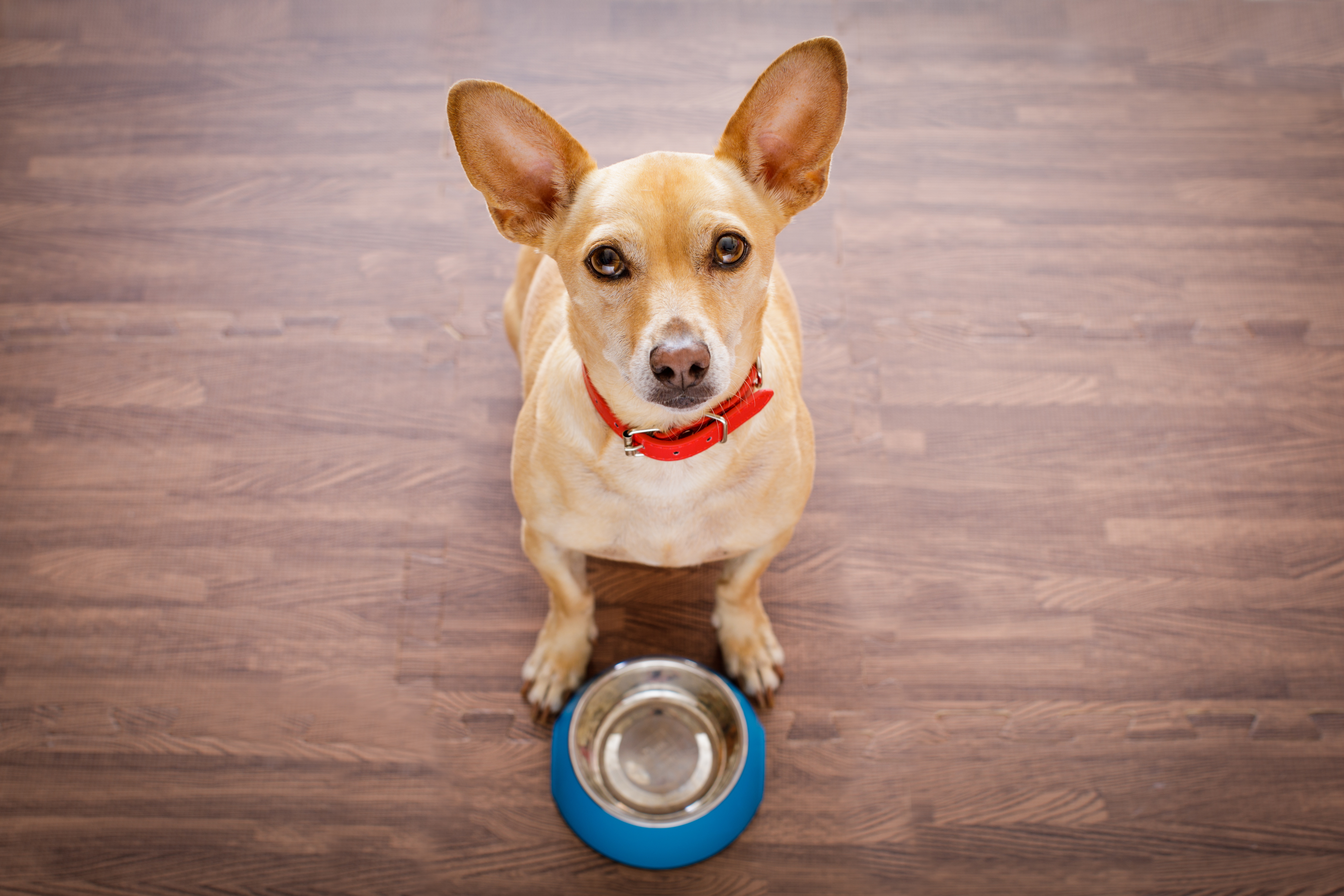 Ein hungriger Hund vor dem Fressnapf