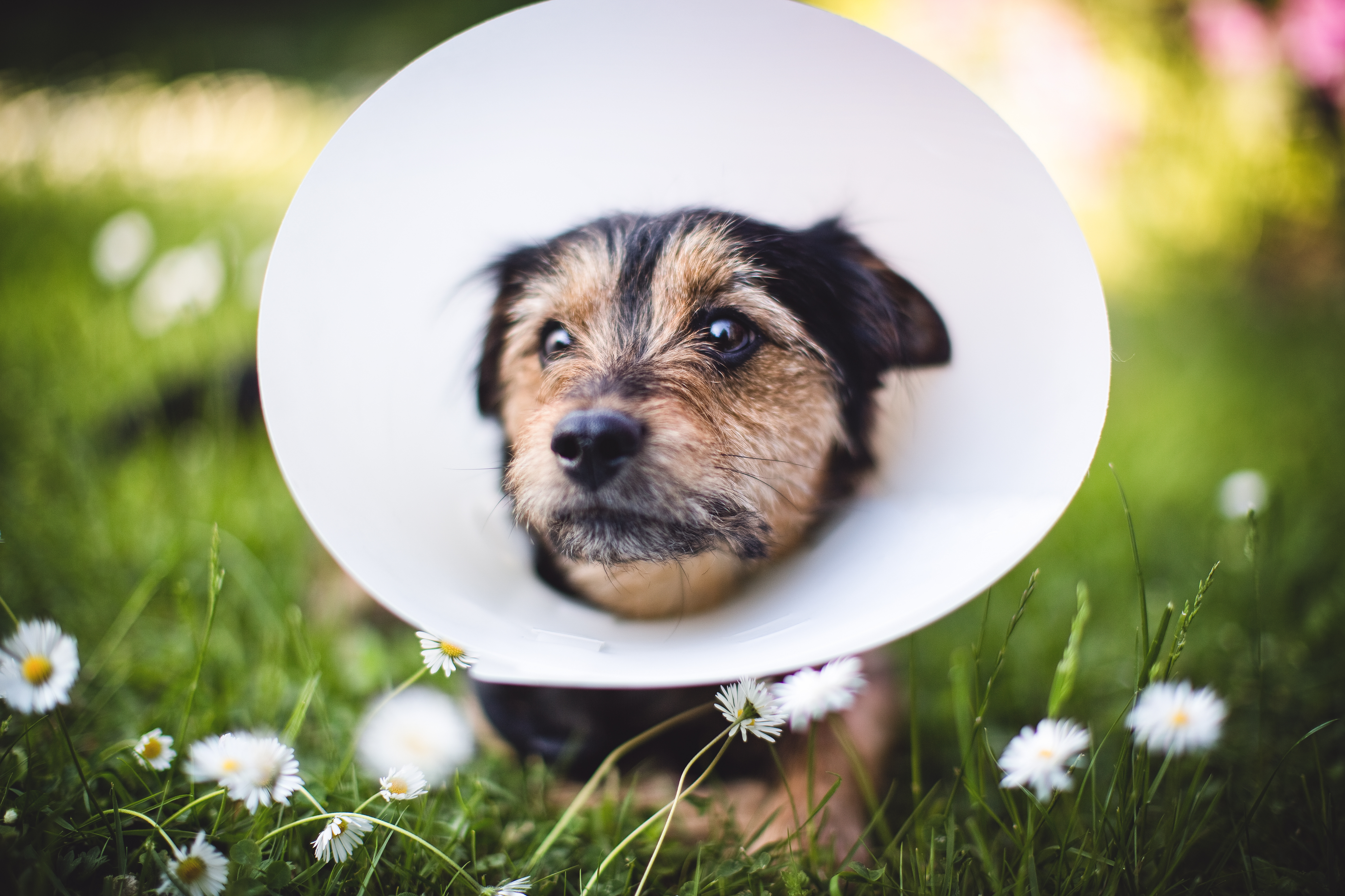 Ein kleiner Hund nach OP mit Halskragen auf dem Rasen