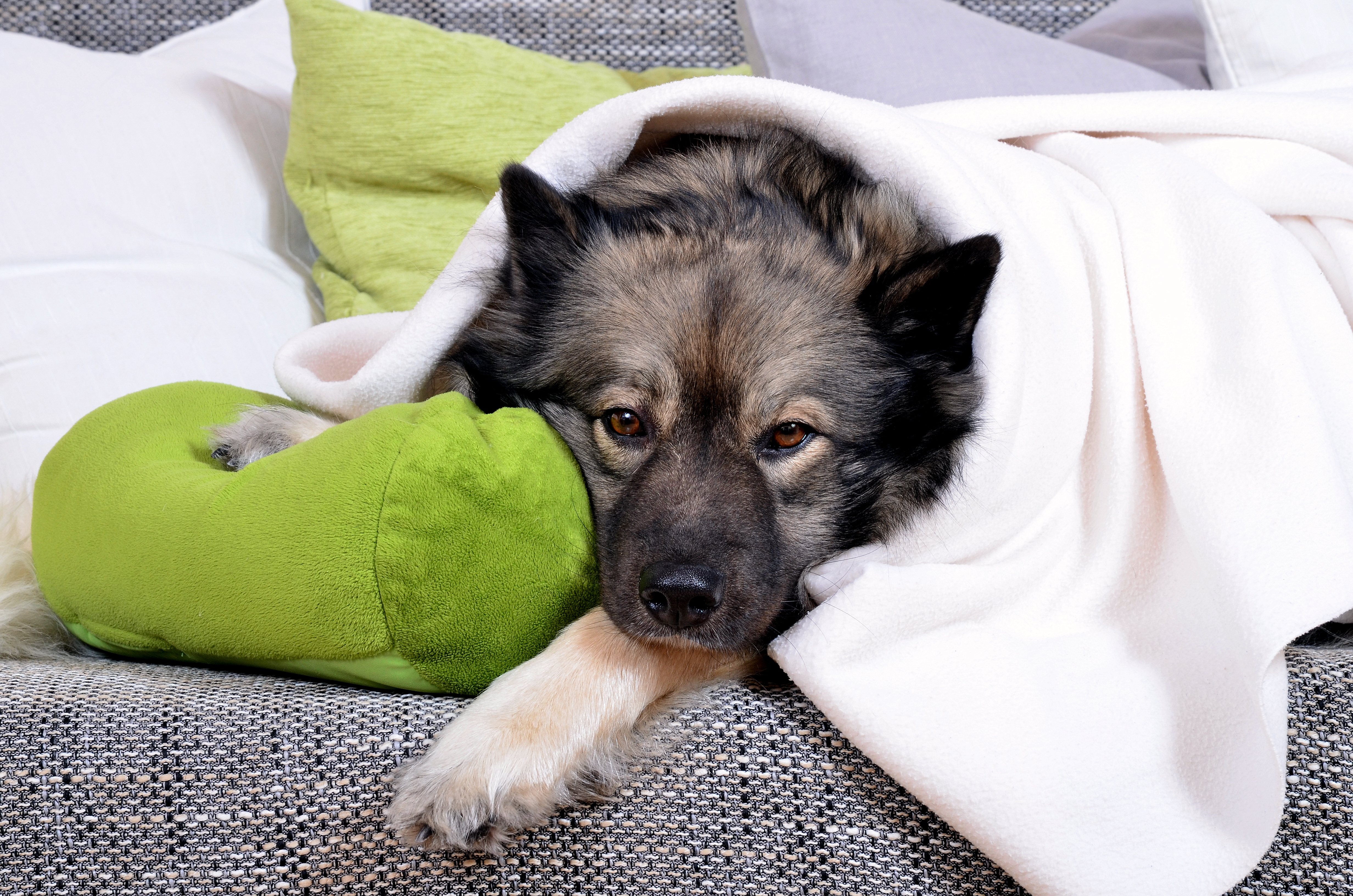 Ein kranker Hund auf dem Sofa unter einer Decke