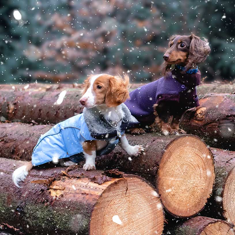 Zwei Dackel in Hundemänteln sitzen im leichten Schneegestöber auf Baumstämmen.