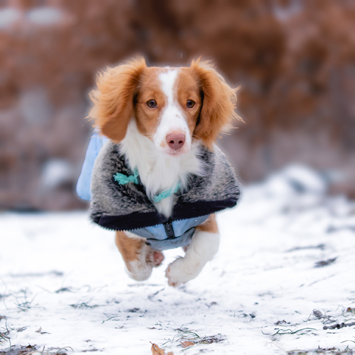 Dackel Ciri läuft im Hundemantel durch den verschneiten Wald.