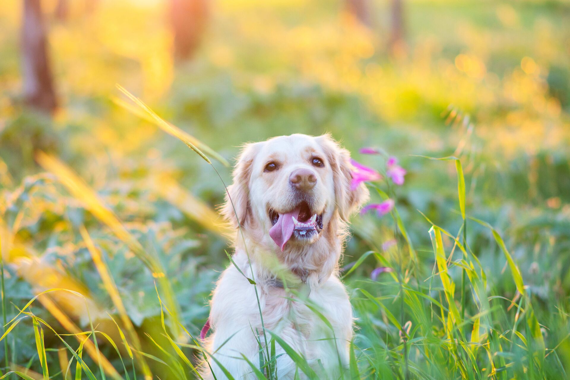 Ein Hund sitzt zwischen hohen Gräsern im Garten und lässt die Zunge aus dem Maul hängen.