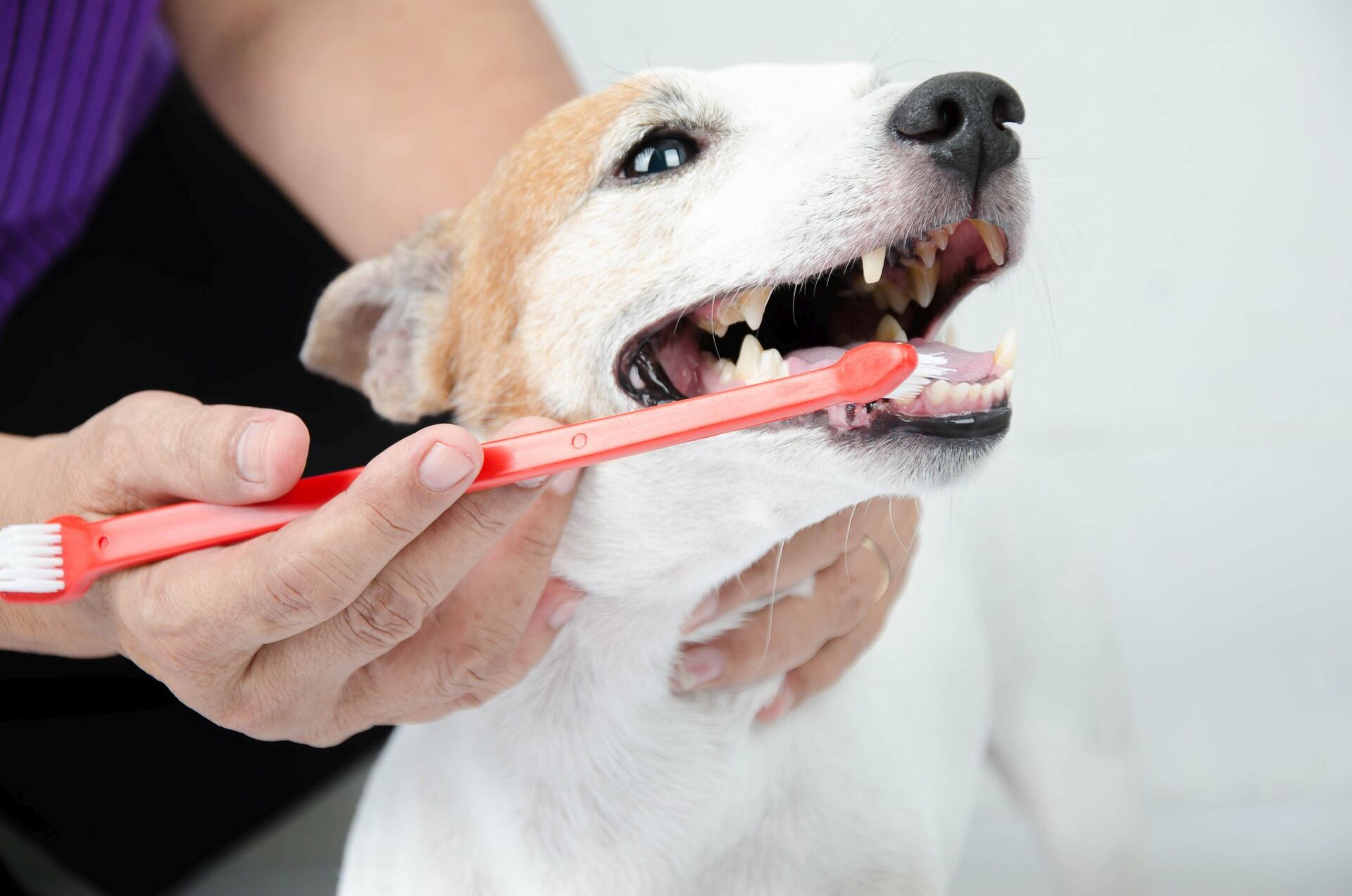 Zahnpflege beim Hund – so klappt’s