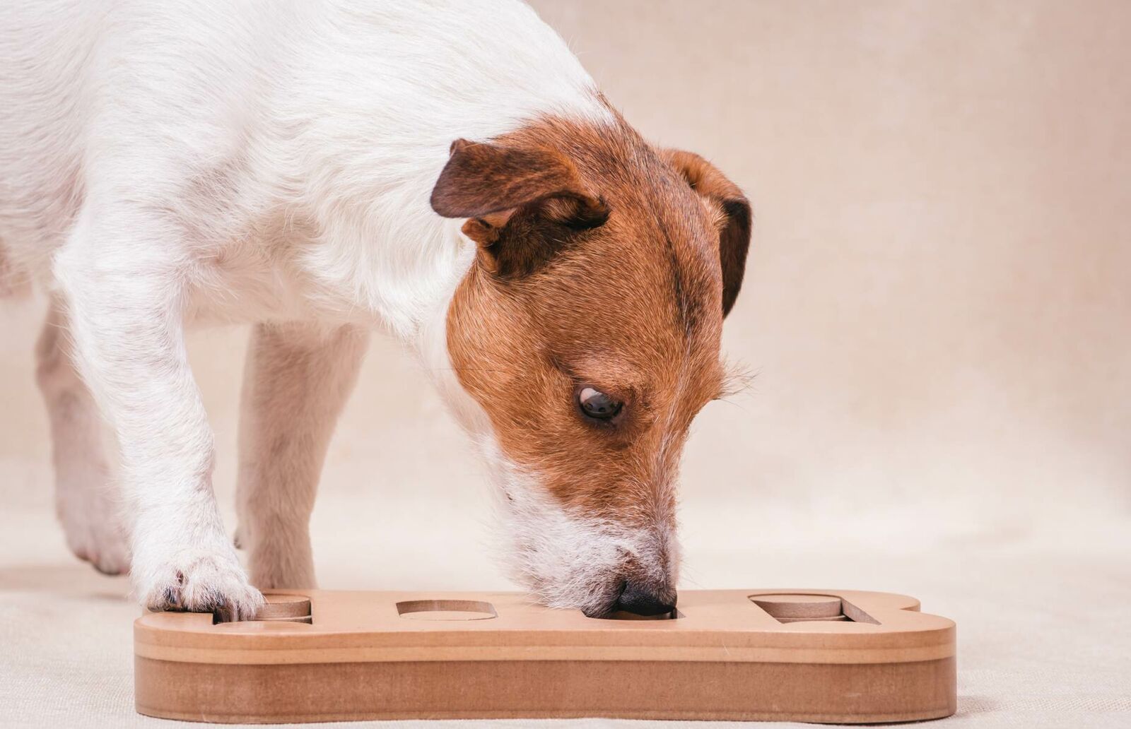 Hund spielt Intelligenzspiel.