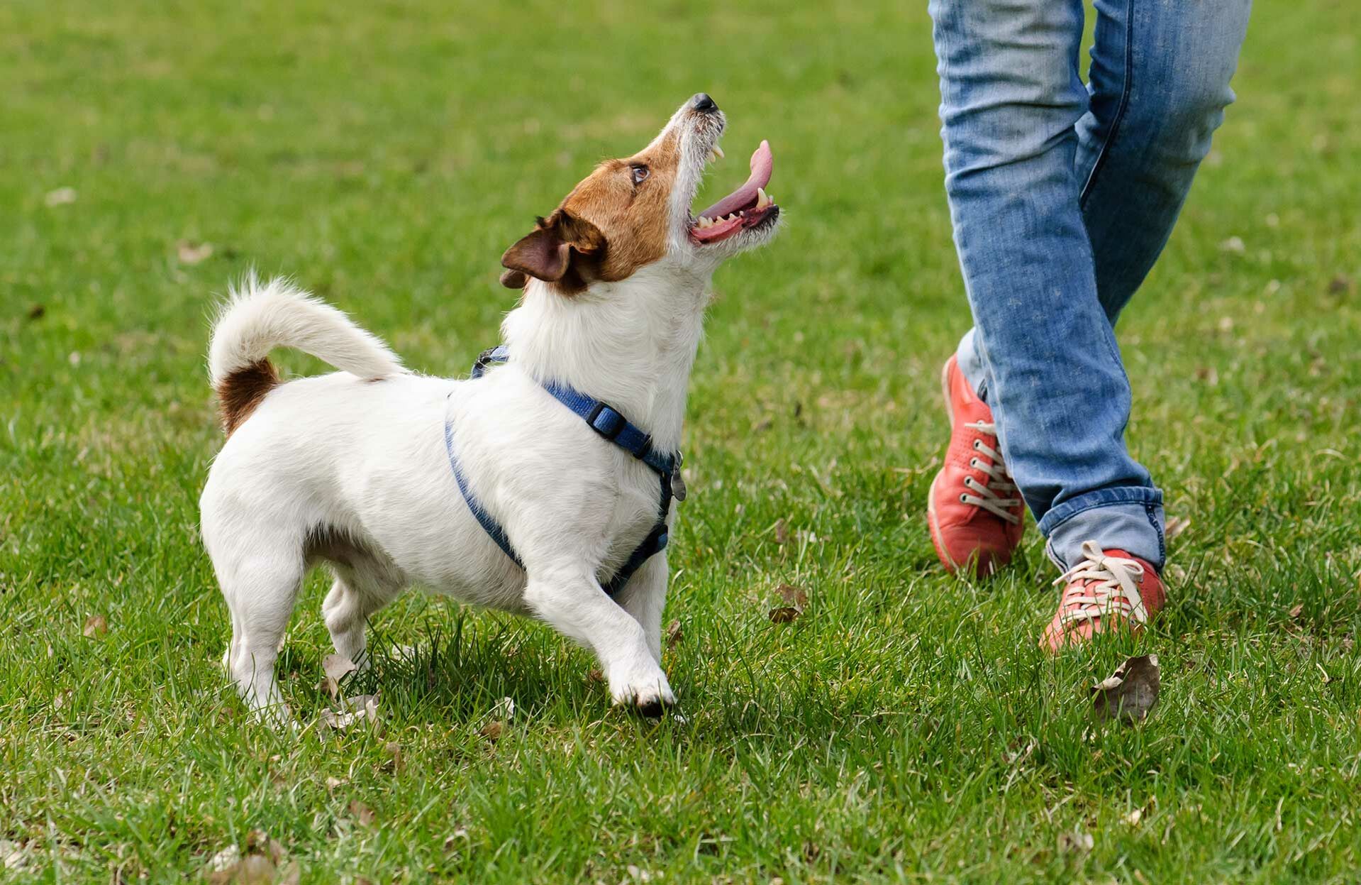5 Tipps zur Hundeerziehung