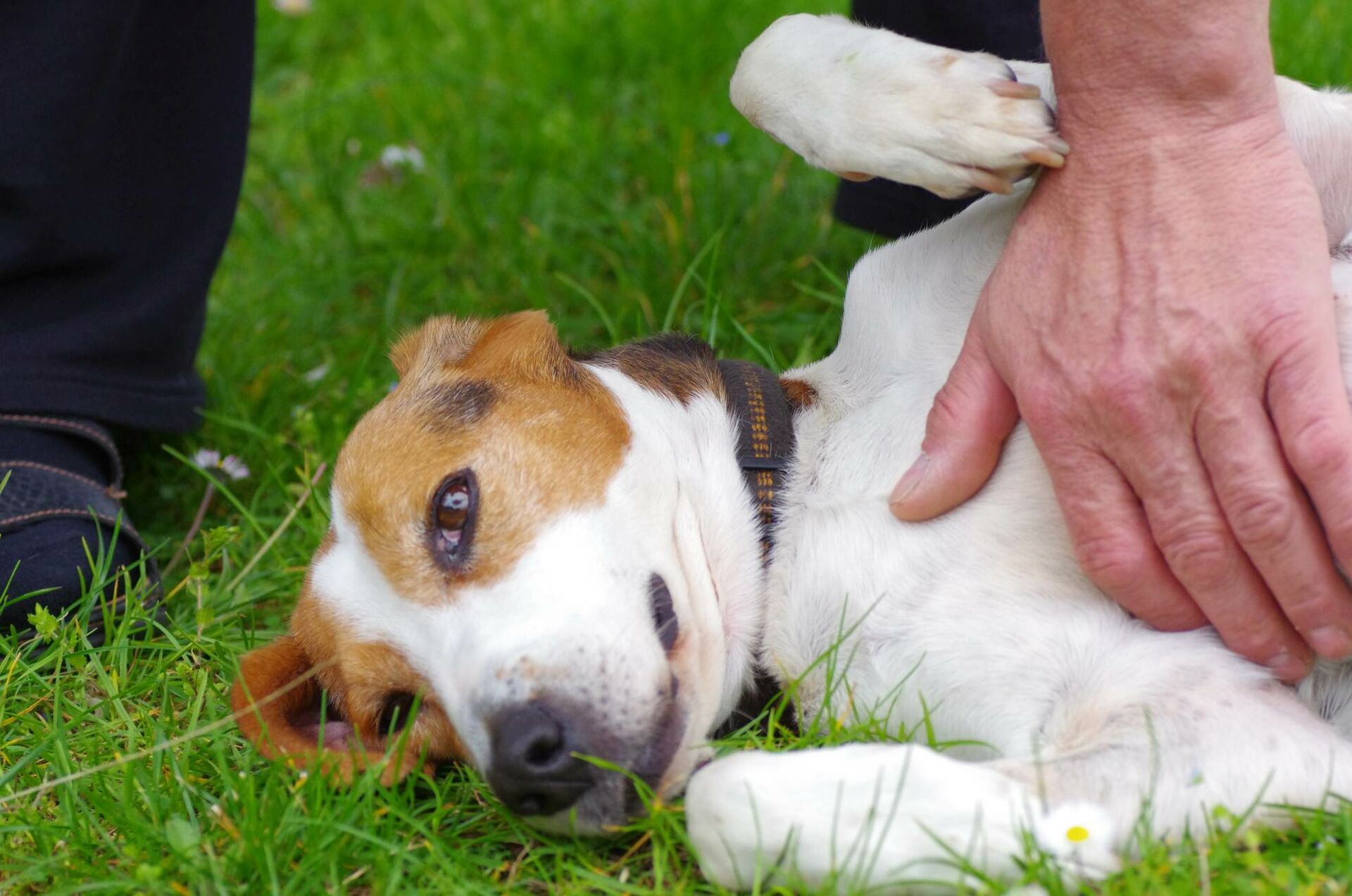 Hund liegt auf der Seite und lässt sich den Bauch streicheln.