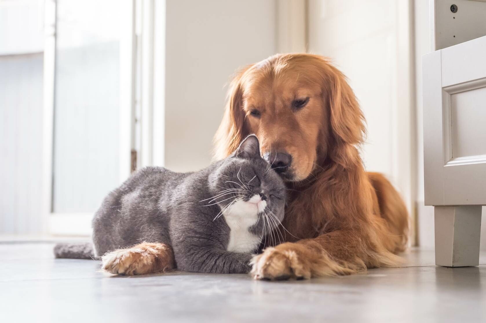 Hund und Katze kuscheln.