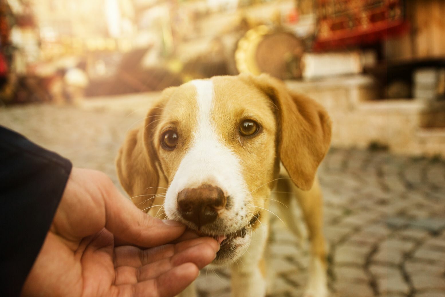 Hund nimmt vorsichtig ein Leckerli aus einer Männerhand.