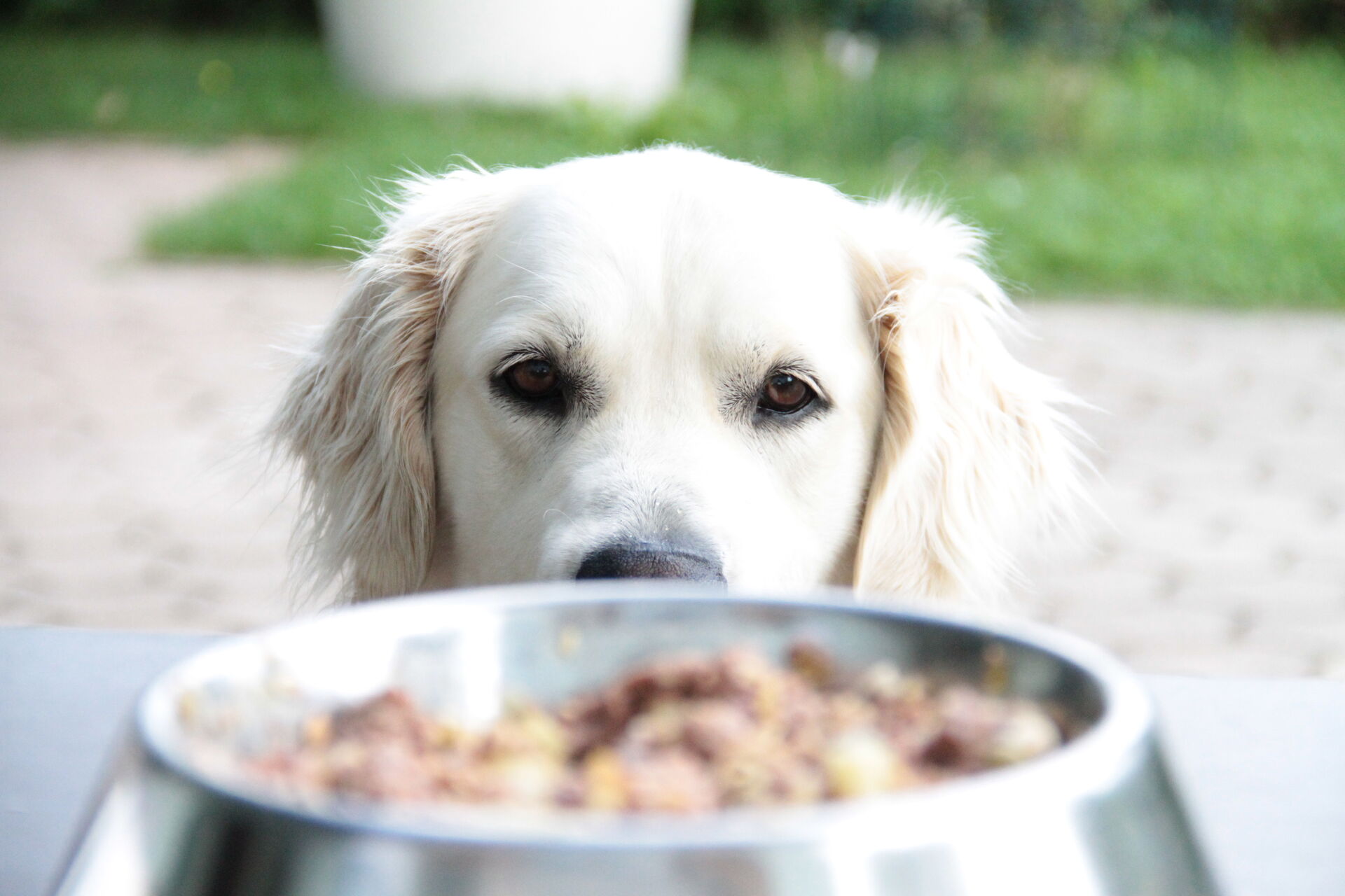 Spezialfutter für Hunde