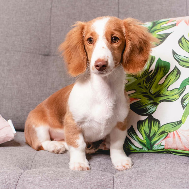 18 Wochen alter Dackelwelpe Ciri sitzt neben einem Kissen auf dem Sofa.