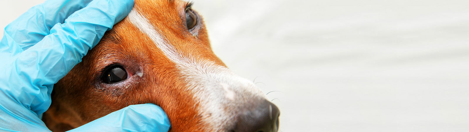 Ein Hund mit Bindehautentzündung.