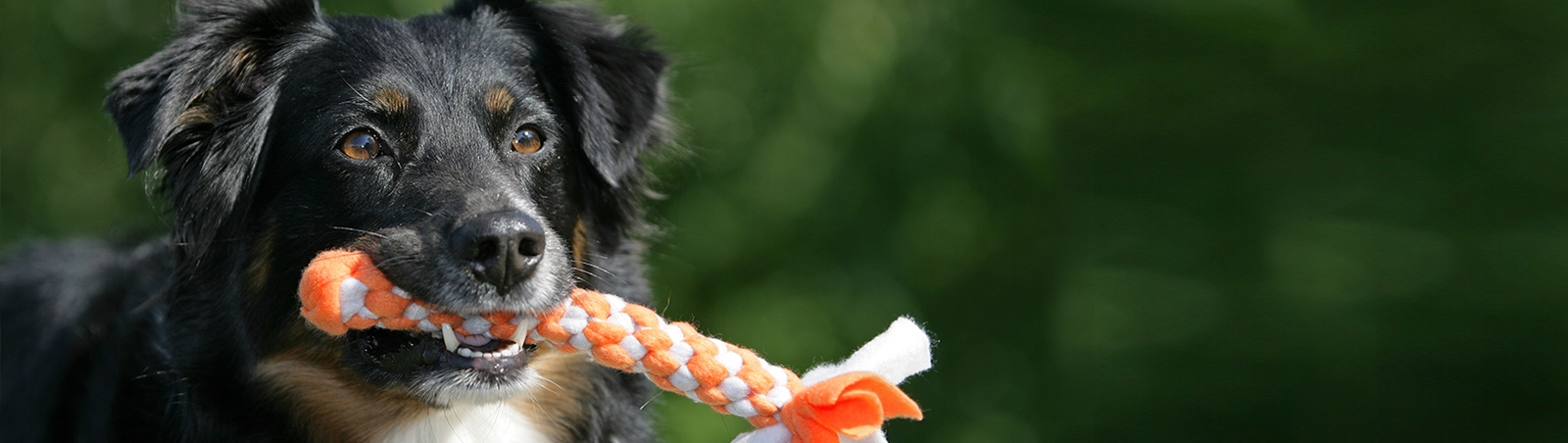 Ein Hund hält ein Hundespielzeug im Maul.