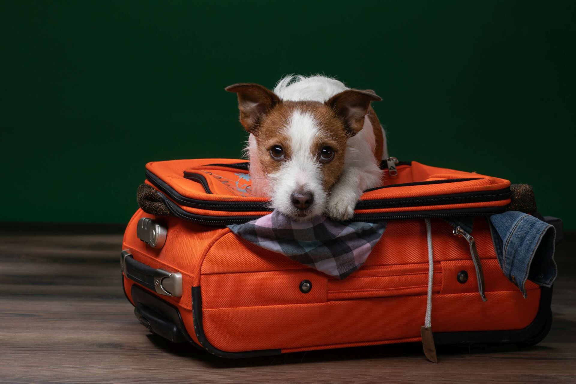 Ein Hund sitzt auf einem Koffer.