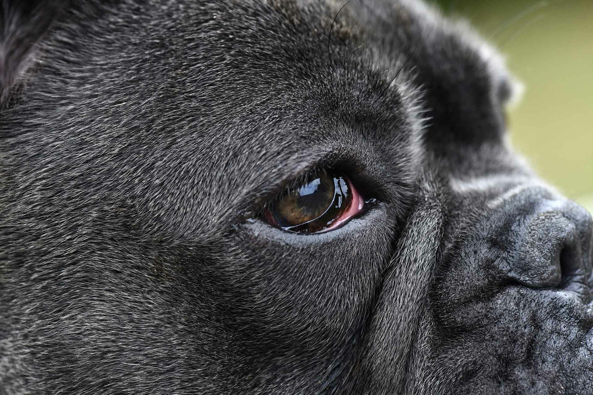 Ein Hund mit einer Bindehautentzündung.