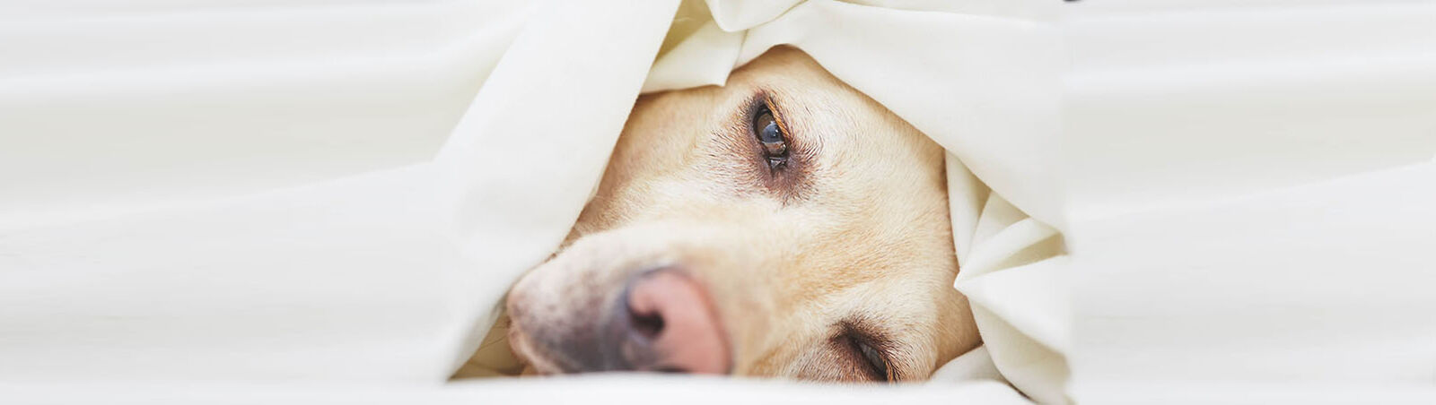 Nahaufnahme von einem traurigen Hundegesicht, welches mit einer Decke eingewickelt ist.