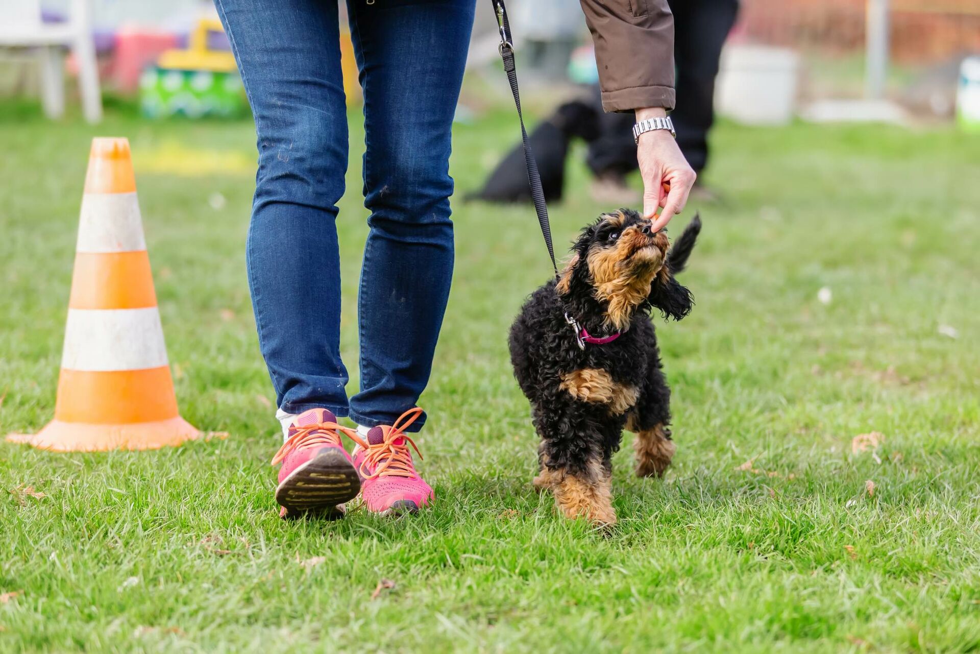 Welpenschule und Hundeausbildung – geht’s auch ohne?