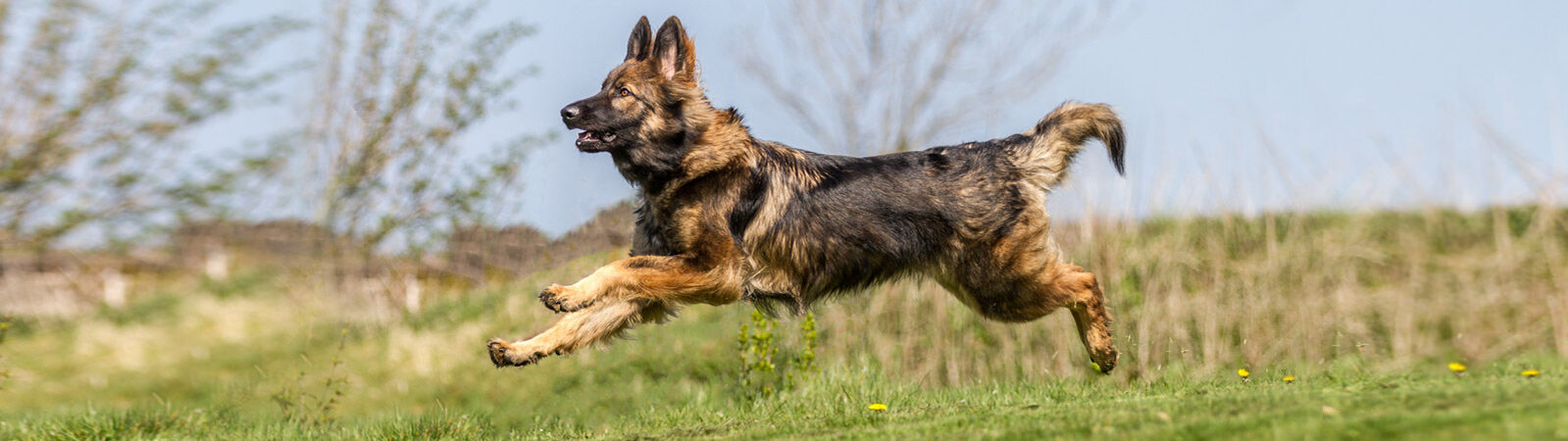 Schäferhund rennt über eine Wiese.