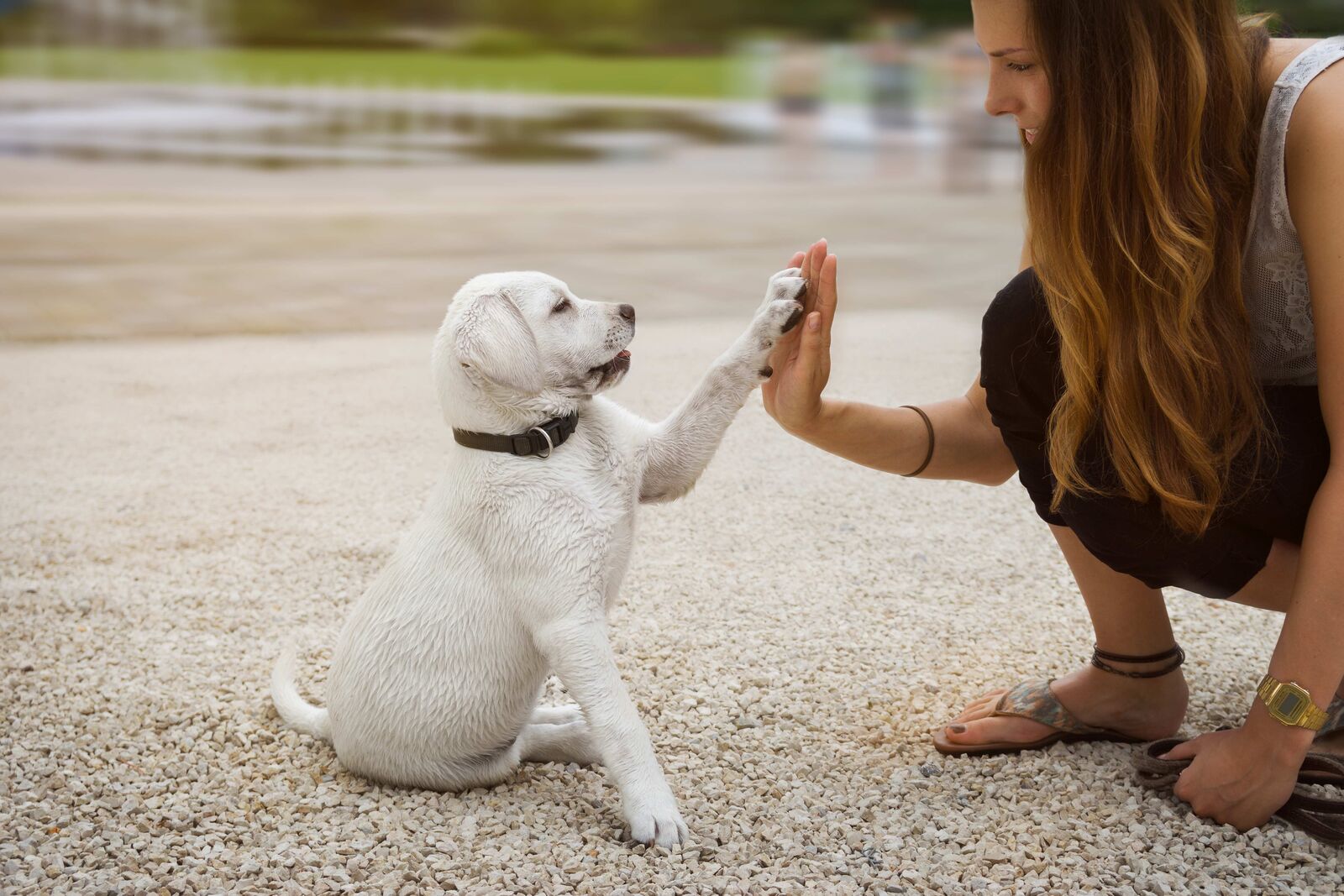 Labrador-Welpe sitzt und gibt einer jungen Frau High five.