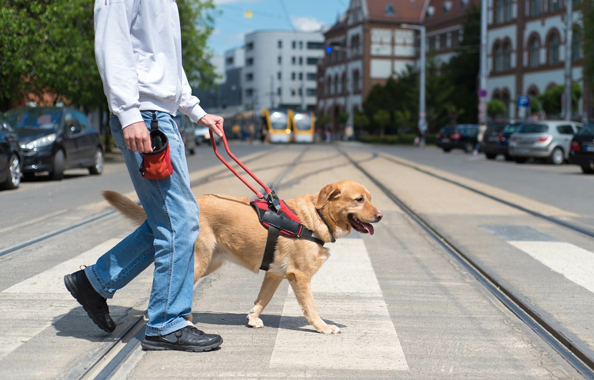 Ein Blindenführhund überquert mit seinem Halter die Straße.