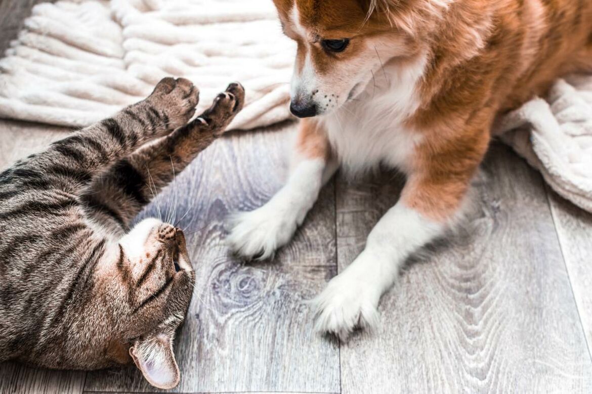 Hund und Katze liegen voreinander und betrachten sich interessiert.