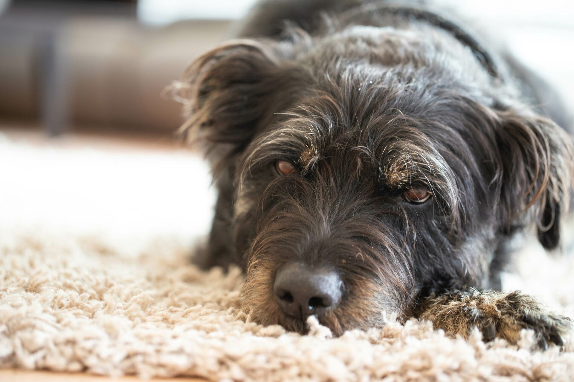 Großer alter dunkler Hund liegt auf einem hellen Teppich und schaut in die Kamera.