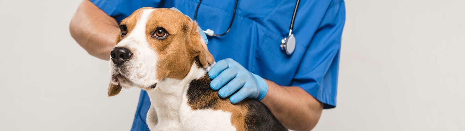 Ein Tierarzt im Arztkittel untersucht einen Beagle-Rüden.  